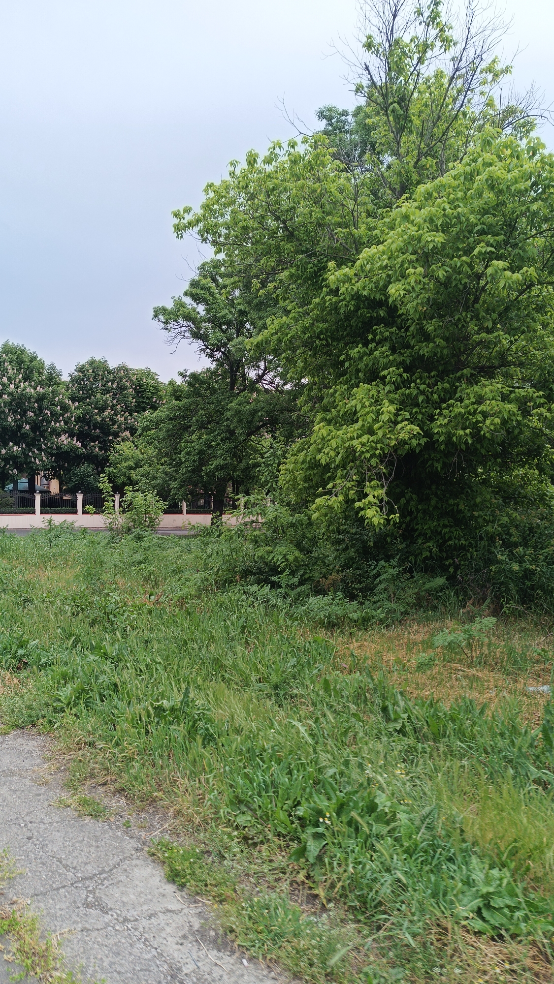 The scene depicts an overgrown grassy area alongside a cracked concrete sidewalk in an urban environment. In the background, a row of trees, some with white blossoms, lines a street with a low, white fence visible. A larger tree dominates the right side of the frame, its leaves a vibrant green. The sky is overcast and gray. No people are visible.
