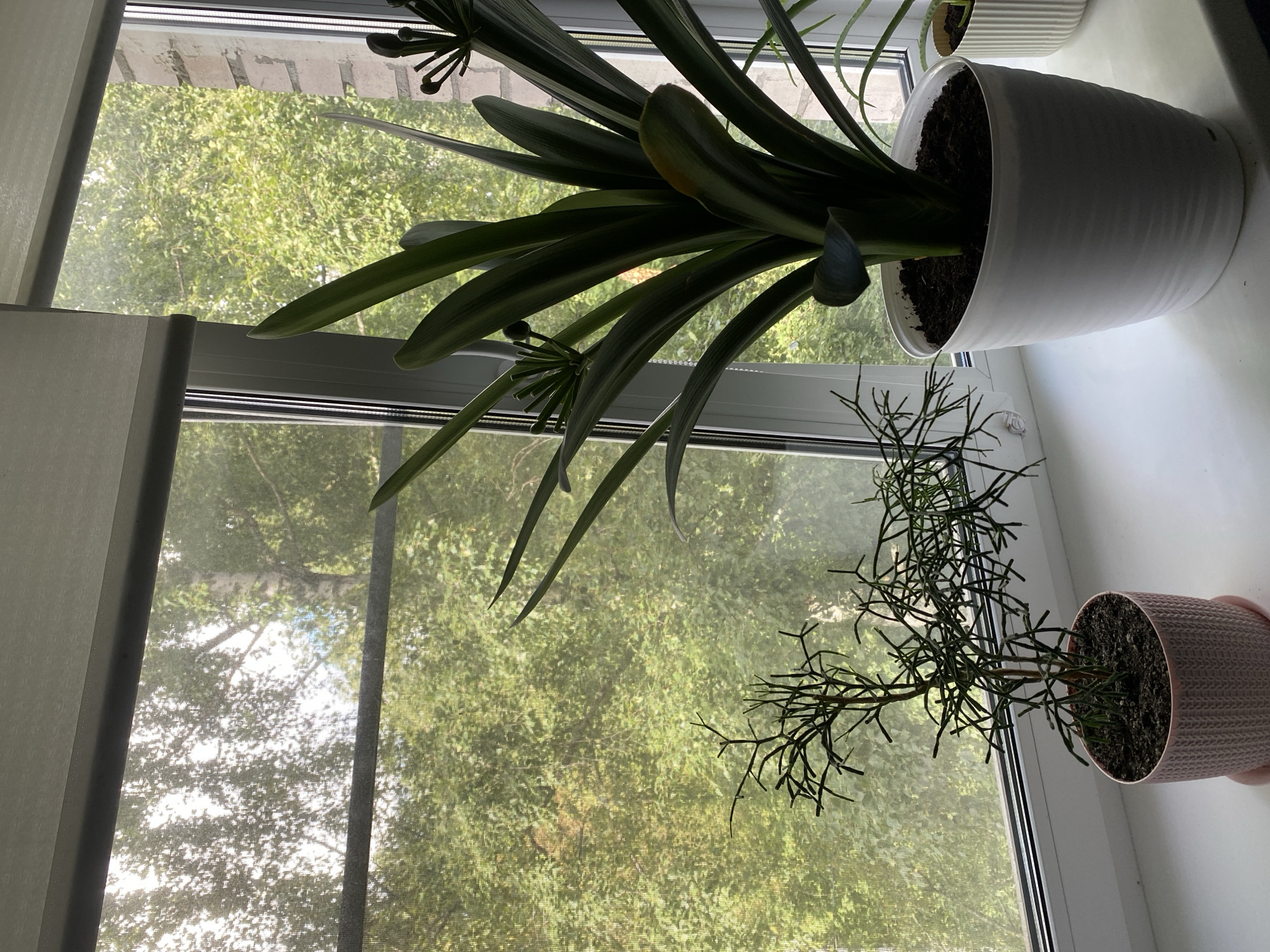 An indoor scene depicts two potted plants placed on a windowsill. The larger plant, a Clivia, is in a white pot and has broad, green leaves. To its left is a smaller plant with a delicate, branching structure in a pink pot. The windowsill overlooks a window with a sheer roller blind partially drawn, revealing a background of lush green trees and foliage. The light suggests it is daytime, possibly morning or afternoon, with sunlight filtering through the trees and the blind. The environment appears to be an urban residential setting in Lomonosov, Russia, given the context provided. No people are present in the image.