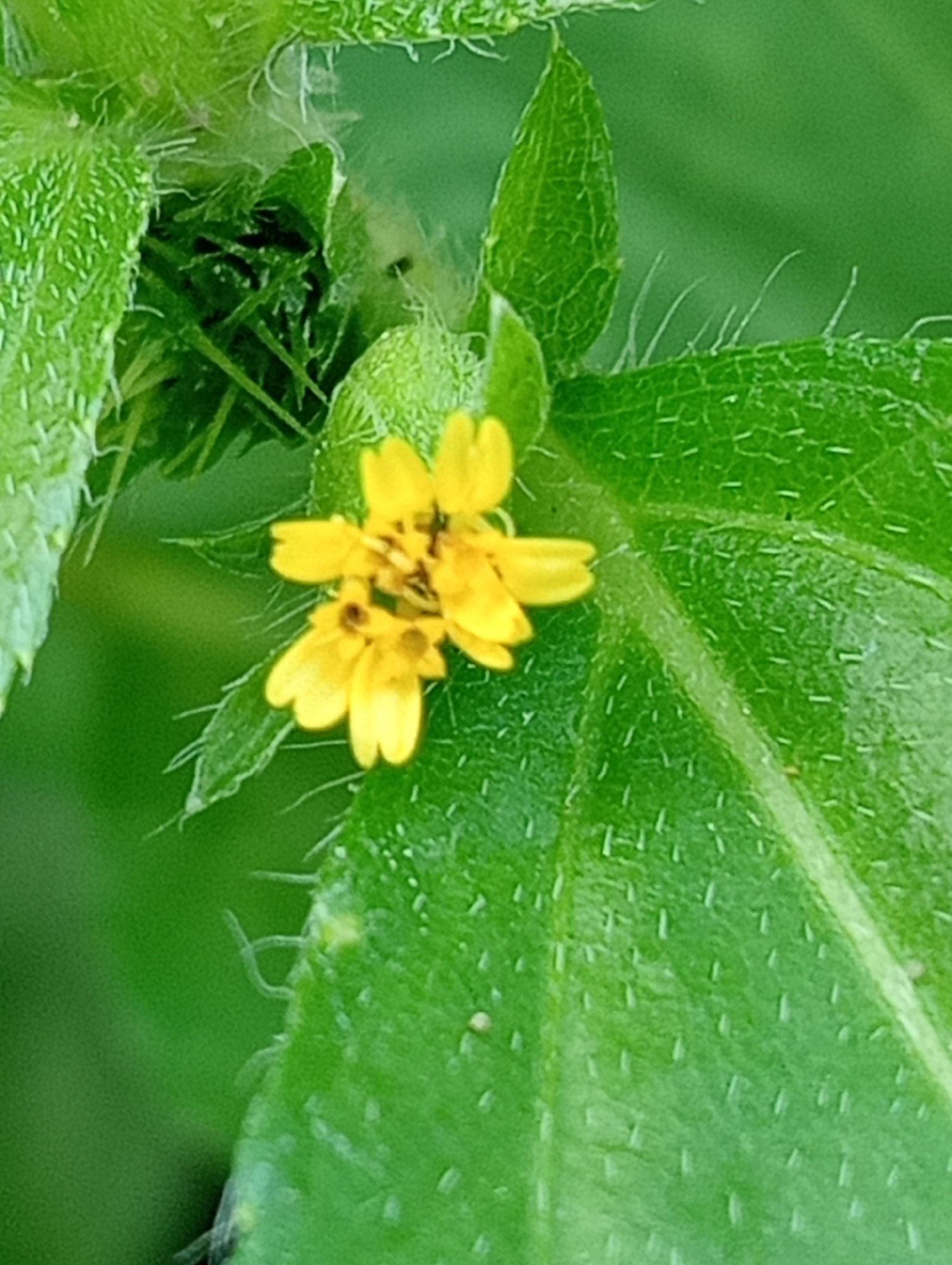 A close-up of a small yellow flower with dark centers, growing amidst green foliage. The leaves have visible hairs on their surface and edges. The image was taken outdoors, likely in a garden or natural environment, in Keudekrueng, Indonesia.
