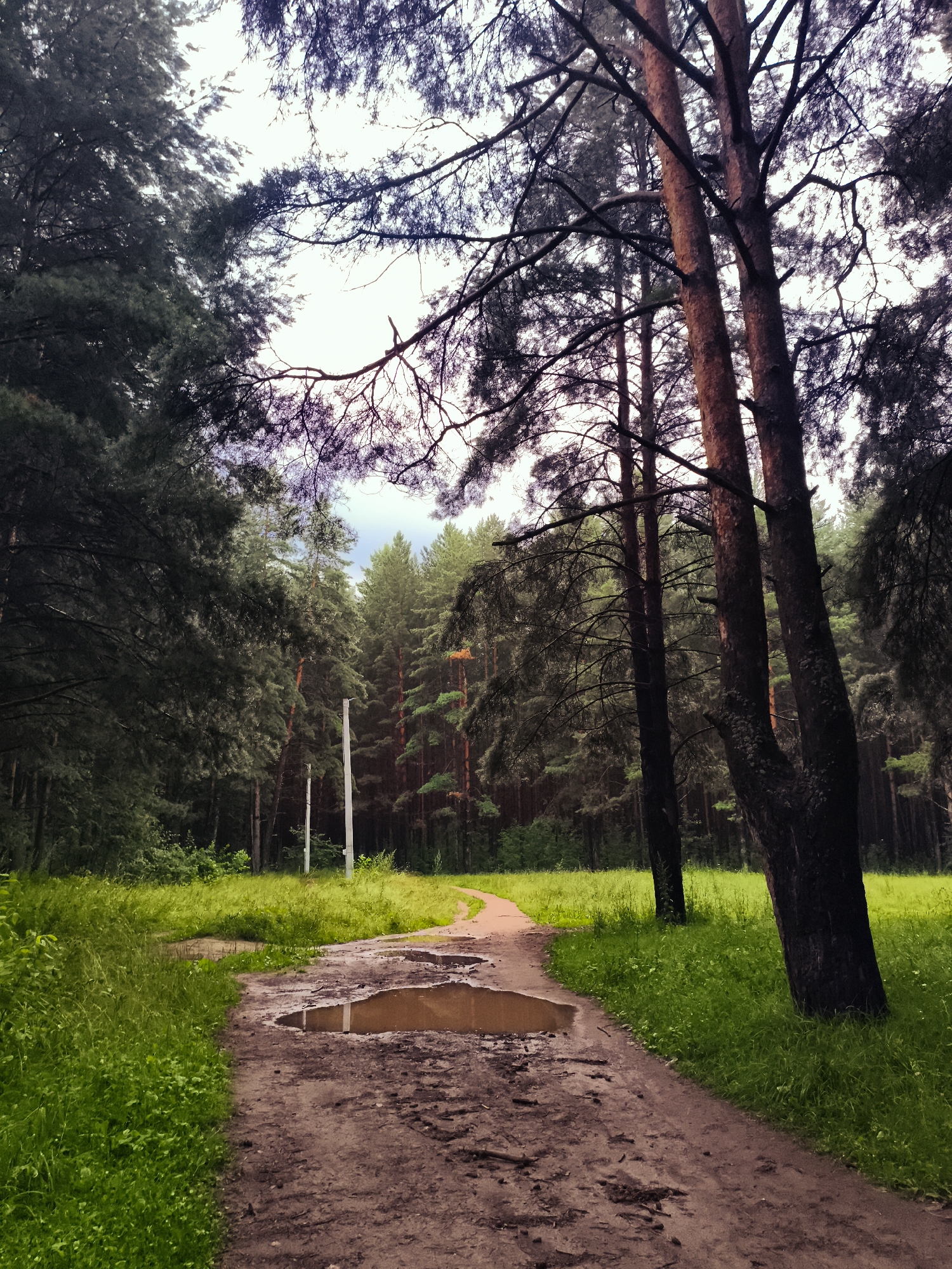The image shows a dirt path in a forest with puddles on it. The path is surrounded by grass and trees. There are two poles visible in the background. The lighting suggests it is a cloudy day. This scene is located in the city of Chaikovsky, Russia, likely in a park or wooded area. There are no people or animals visible in the image. The environment is natural and appears to be a tranquil, somewhat damp setting.