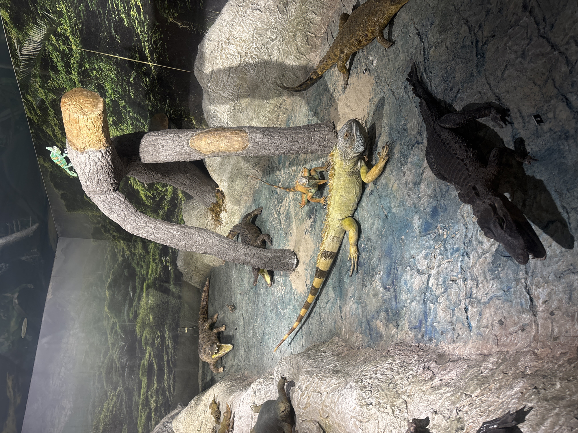 The image shows a display within the Plovdiv Natural History Museum in Plovdiv, Bulgaria. The diorama features several reptile models arranged on an artificial rock wall with a painted backdrop depicting a forest. The models include several iguanas (one large, yellow-green, and several smaller, brown specimens) and several crocodiles. A faux tree branch extends horizontally across the display. A small green chameleon figurine is attached to the branch. The overall scene aims to replicate a reptile habitat.