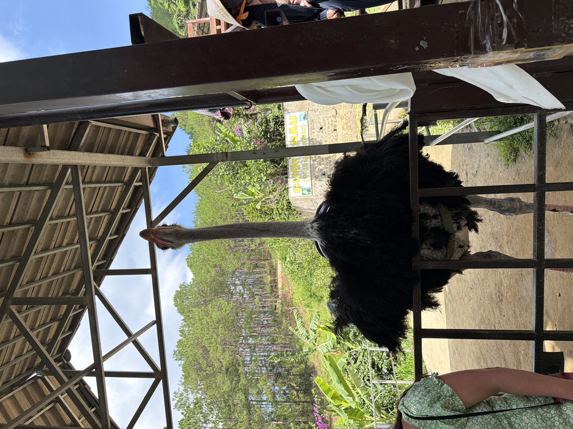 An ostrich stands behind a dark metal fence, its long, grey neck extended upwards, looking towards a wooden structure with a sloped, tiled roof. The ostrich has black, fluffy feathers around its body and grey legs. To the left, a person wearing a green floral dress is partially visible, facing away from the camera. Behind the fence, lush green trees and vegetation cover a hillside, with a clear blue sky overhead. In the background, a sign with yellow lettering on a stone wall is visible, possibly indicating a location or attraction. The scene appears to be outdoors, within a natural or semi-natural environment, likely a zoo or wildlife park, in Định An, Vietnam.