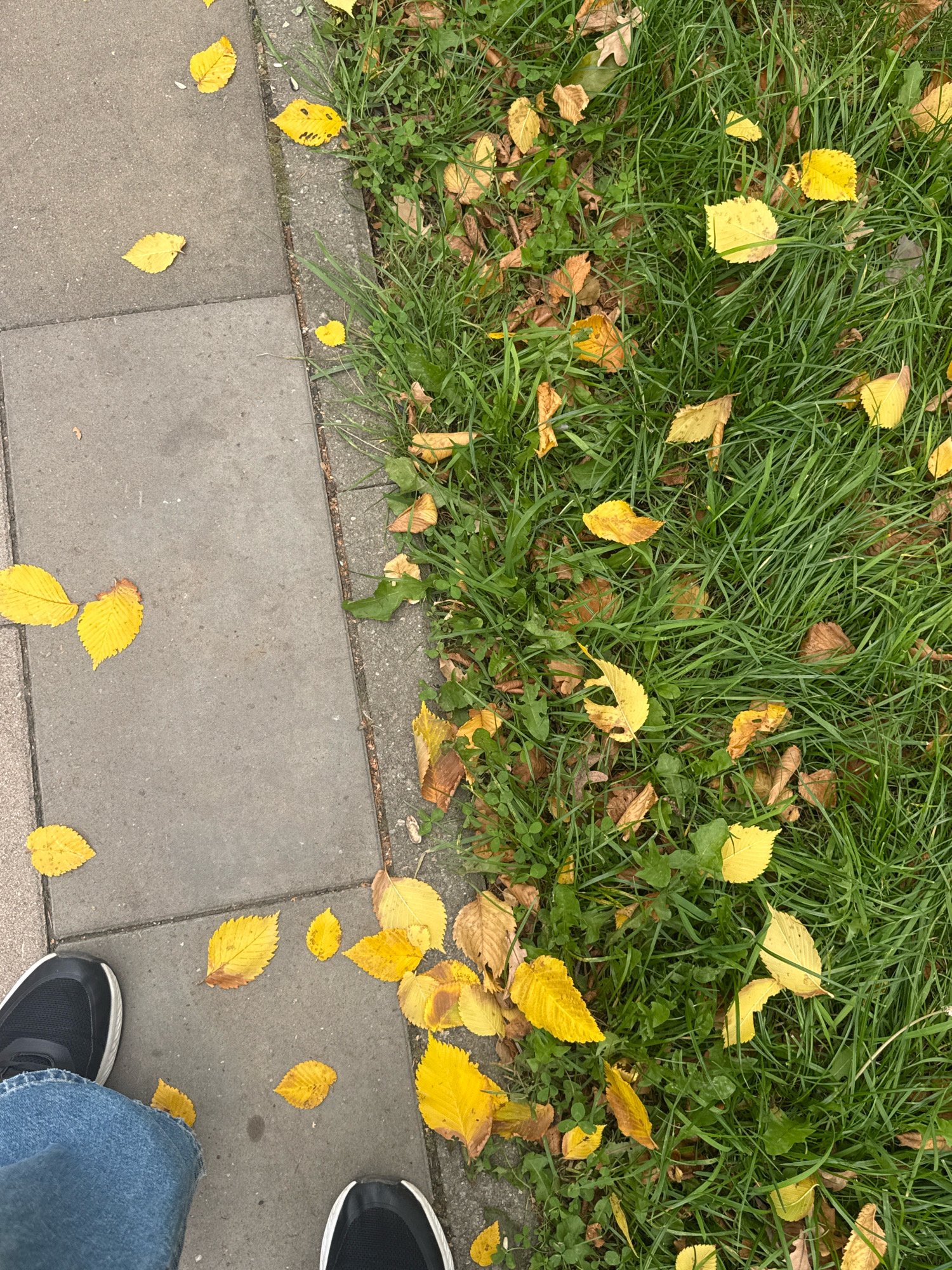 A low-angle, eye-level shot from a first-person perspective shows a person standing on a sidewalk next to a grassy area covered in fallen yellow leaves. The sidewalk is made of gray concrete slabs, with one leaf resting on it. The grassy area features a thick carpet of green grass interspersed with numerous fallen yellow leaves, some of which are curled and brown. The scene is likely in Ufa, Russia, during autumn. The person is wearing blue jeans and black sneakers. The overall environment suggests an outdoor urban setting.