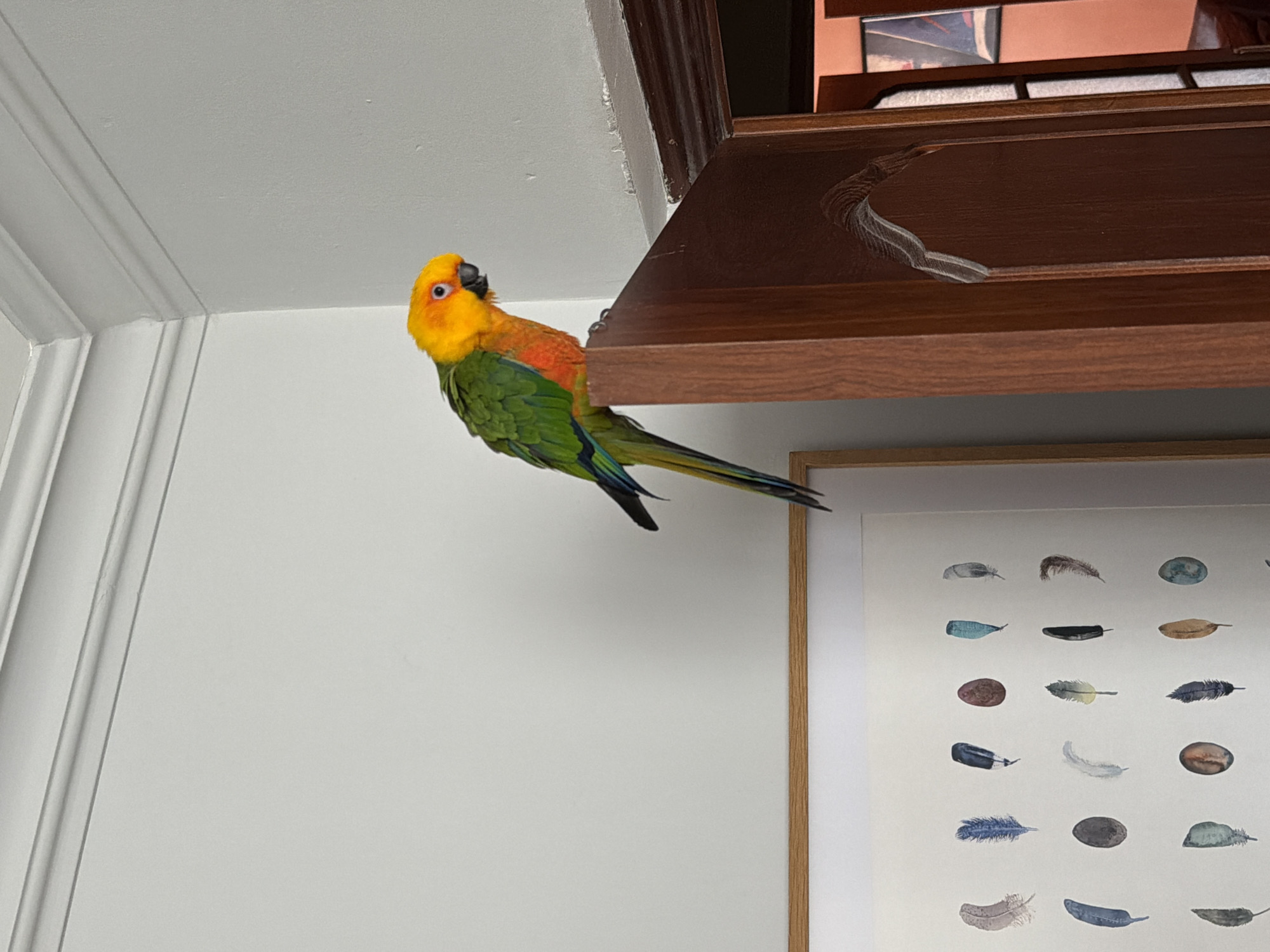 A vibrant parrot with a bright yellow head, orange chest, and green body with blue-green tail feathers is captured in an indoor setting, likely a home in Khimki, Russia. The bird is seen hanging from the edge of a dark brown wooden shelf or cabinet, looking intently towards the viewer. Its white eye ring and black beak are prominent.
The background features a clean white wall and white crown molding where the wall meets the ceiling. Beneath the wooden shelf, a framed picture displays an array of different feathers arranged in rows and columns on a light background, enclosed in a light wooden frame. The wooden shelf itself has a decorative, curved carved groove visible on its underside. The scene appears well-lit, characteristic of an indoor daytime environment. The parrot's pose suggests a moment of playful exploration or curiosity. No explicit text is visible within the image.