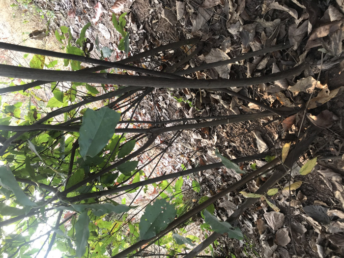 The scene depicts a natural outdoor environment in the city of Ogodo, Nigeria, dominated by dense undergrowth. The lower two-thirds of the image show a forest floor covered extensively with dry, brown, and tan fallen leaves, interspersed with visible dark soil. Numerous slender, dark brown tree branches and stems emerge from the ground, extending diagonally upwards and to the right, forming a crisscrossing pattern. In the upper right quadrant and amongst the upper branches, vibrant green leaves are visible, indicating live foliage. Several of these green leaves exhibit minor irregularities or small holes, suggesting natural wear. The lighting is natural and diffuse, illuminating the scene from above. No people, animals, or man-made objects are present.