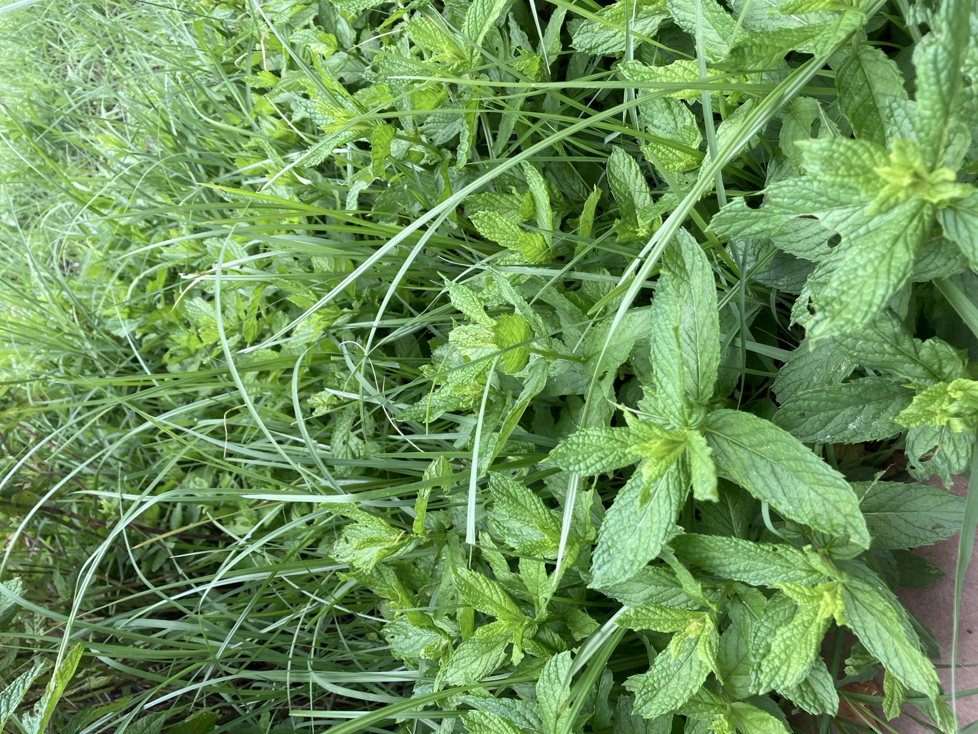 The image is a close-up, overhead view of lush green mint plants intermingled with tall blades of grass. The mint leaves are vibrant green, some showing small holes or imperfections, indicating they are natural and likely growing outdoors. The grass is a lighter shade of green and appears to be growing freely amongst the mint, creating a dense, wild texture. The lighting suggests it is daytime, with soft, diffused light, possibly indicating an overcast sky or shade. There are no people or specific objects visible, only the natural foliage. The scene depicts a natural, overgrown garden or wild patch of land. The overall impression is one of abundance and natural growth. The location context provided is Γαλλικός, Greece, which suggests this is a representation of flora found in that region. There is no visible text in the image.