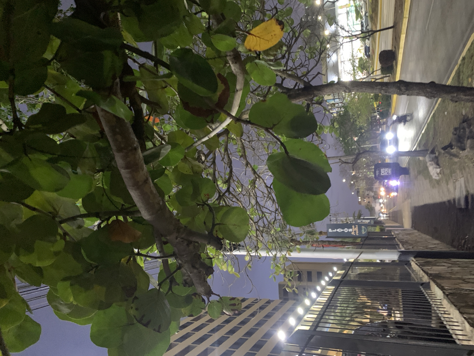 This image captures an urban street scene at dusk or night in Pampatar, Venezuela, viewed from beneath the branches of a large tree. The foreground is dominated by the tree's broad, rounded green leaves, characteristic of a sea grape, with one striking yellow leaf amidst the foliage. Numerous bare, intricate branches are also visible, contrasting with the leafy sections.
Beyond the tree, a paved road extends horizontally, wet or reflective from streetlights and vehicle illumination. Bright headlights of an approaching car pierce the darkness, casting strong reflections on the road. Further down the street, red taillights suggest other vehicles, and a motorcycle is faintly visible between the tree and the brighter car.
Along the right side of the road, a sidewalk is bordered by a metal fence and a low stone wall. Several commercial signs are discernible. The most prominent one reads "PLATOS" with "on J" (possibly "on Jueves" - on Thursdays) directly below it, suggesting a restaurant or eatery. Another partially obscured sign beneath it appears to say "DIS SON."
In the background, multi-story buildings display illuminated windows and facades, contributing to the city's night ambiance. The sky is a deep, dark blue, indicating the late hour. The scene conveys a sense of a vibrant urban area active after sunset.