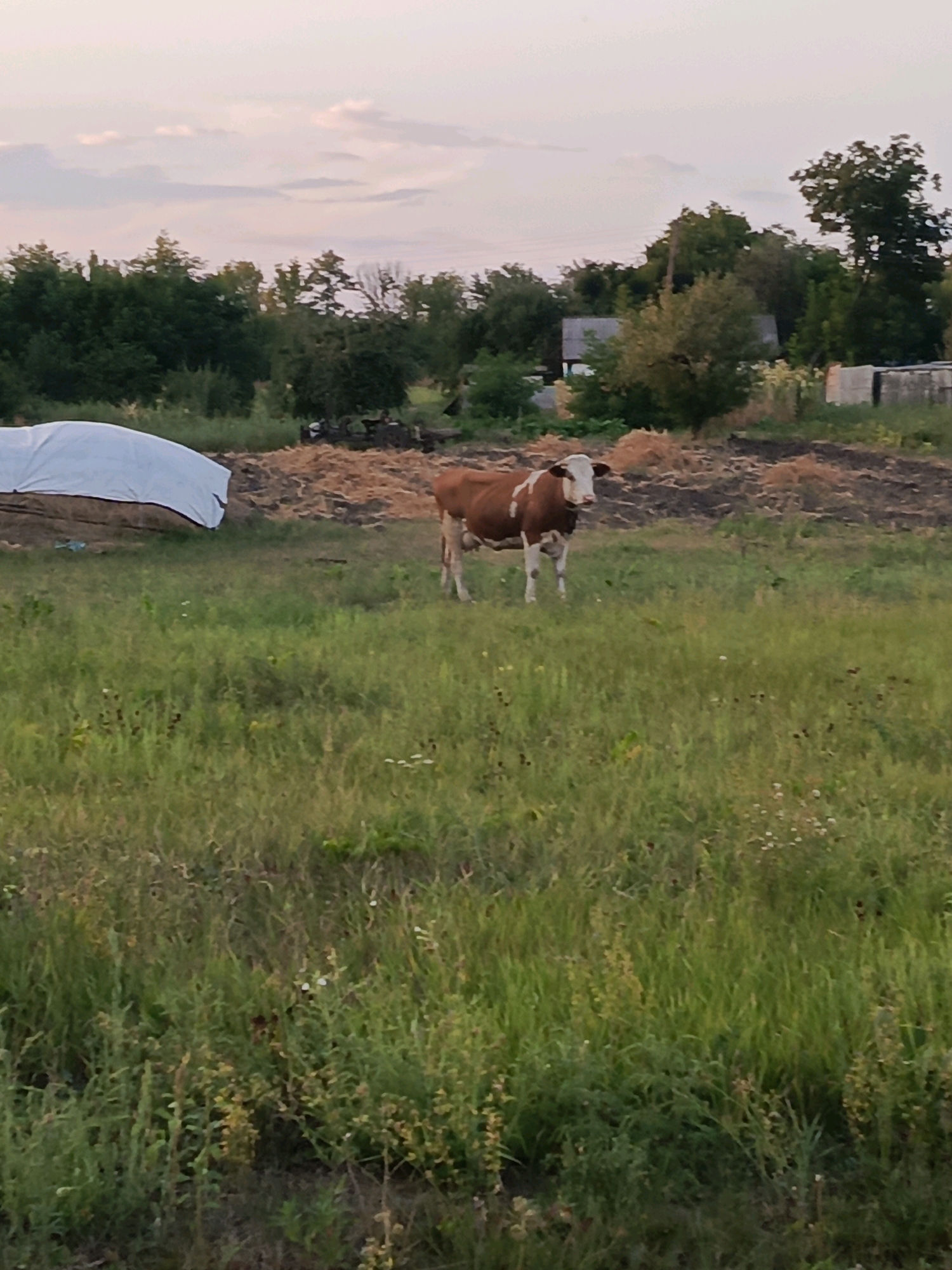 A single brown and white cow stands in a grassy field. The cow is facing the camera with its head slightly turned to the left. Behind the cow, there is a pile of dry hay and some trees in the background. A white tarp is visible to the left of the cow, covering some sort of structure. In the far background, there are some buildings and more trees. The sky is a soft pink and orange, suggesting it is either sunrise or sunset. The overall scene depicts a rural setting, likely a farm or pasture. The location is Unknown, Unknown.