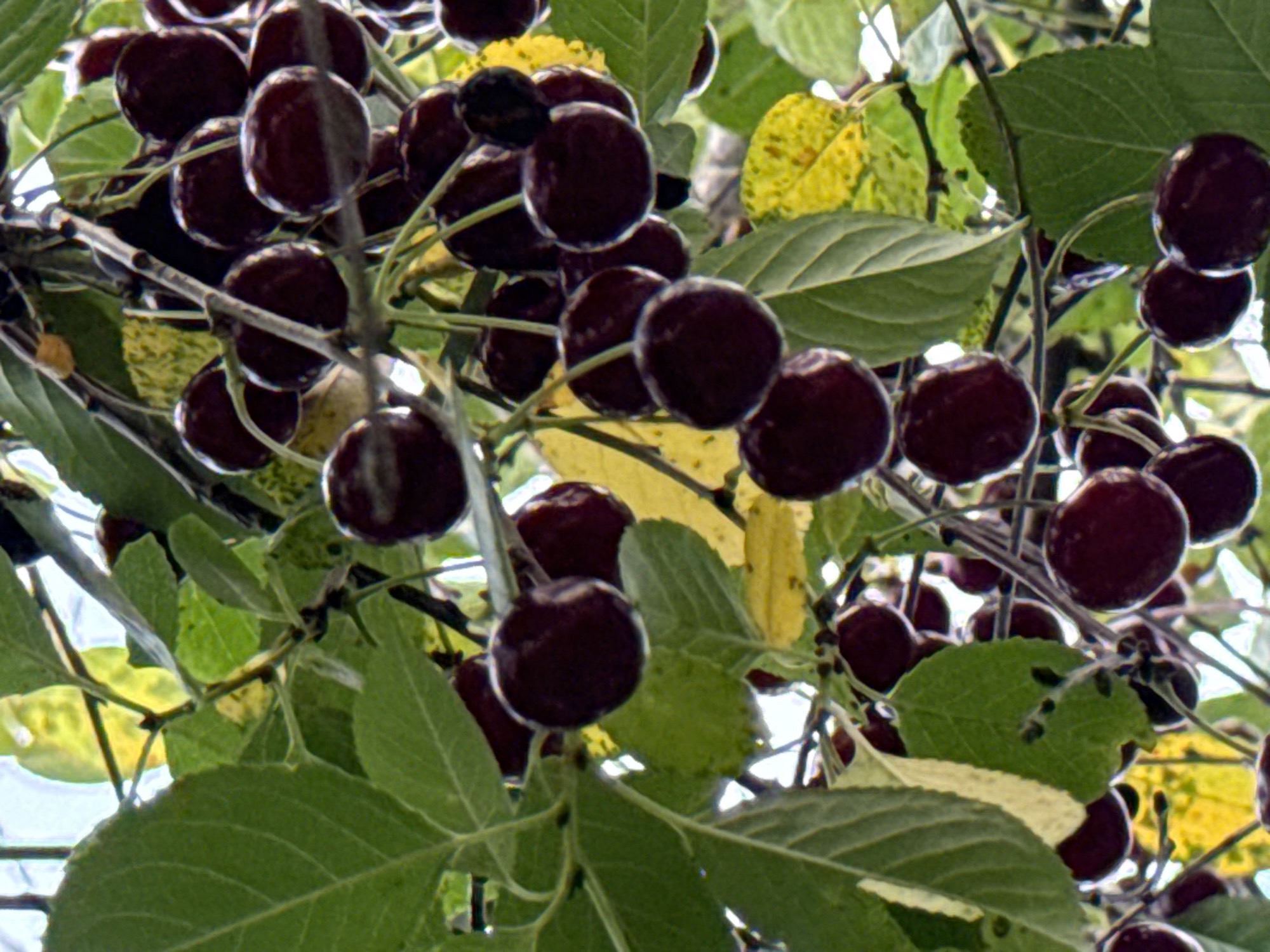 A close-up, low-angle shot captures a cluster of ripe, dark red cherries hanging from a tree branch. The cherries are round and plump, some still attached to their slender stems. Green leaves, some with yellowing edges, are interspersed among the fruit, creating a natural backdrop. The light filters through the foliage, highlighting the glossy surface of the cherries and casting subtle shadows. The scene appears to be in an outdoor setting, possibly a garden or orchard, in Vikraičiai, Lithuania.
