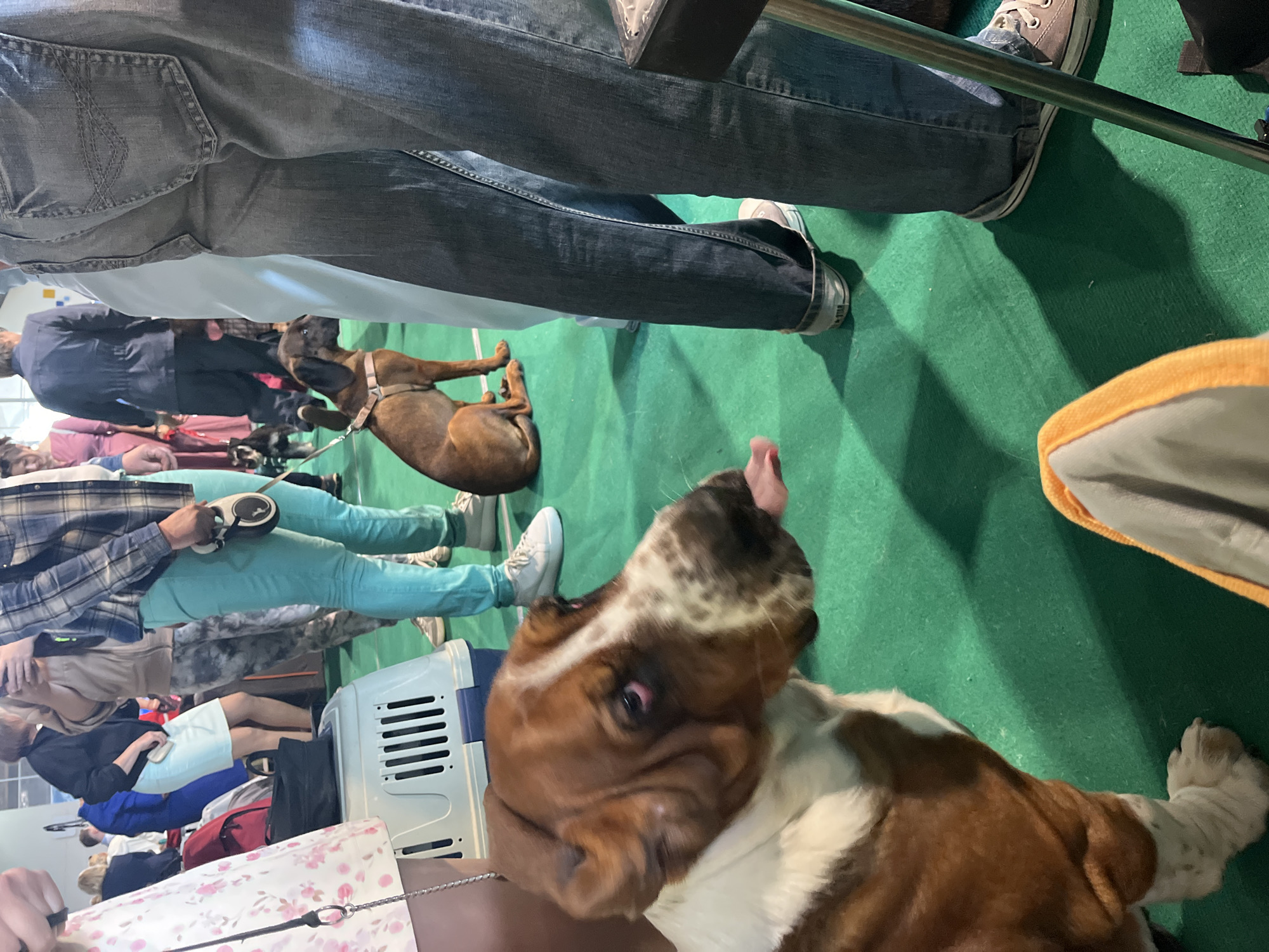 A Basset Hound is in the foreground, sticking its tongue out. Behind it, a brown dog on a leash is sitting on a green carpeted floor, surrounded by people and what appears to be a dog show. The environment is indoors with artificial lighting. The people are dressed in casual clothing, including jeans and t-shirts. There are dog carriers and other dog show equipment visible. The scene suggests a dog show or exhibition event.