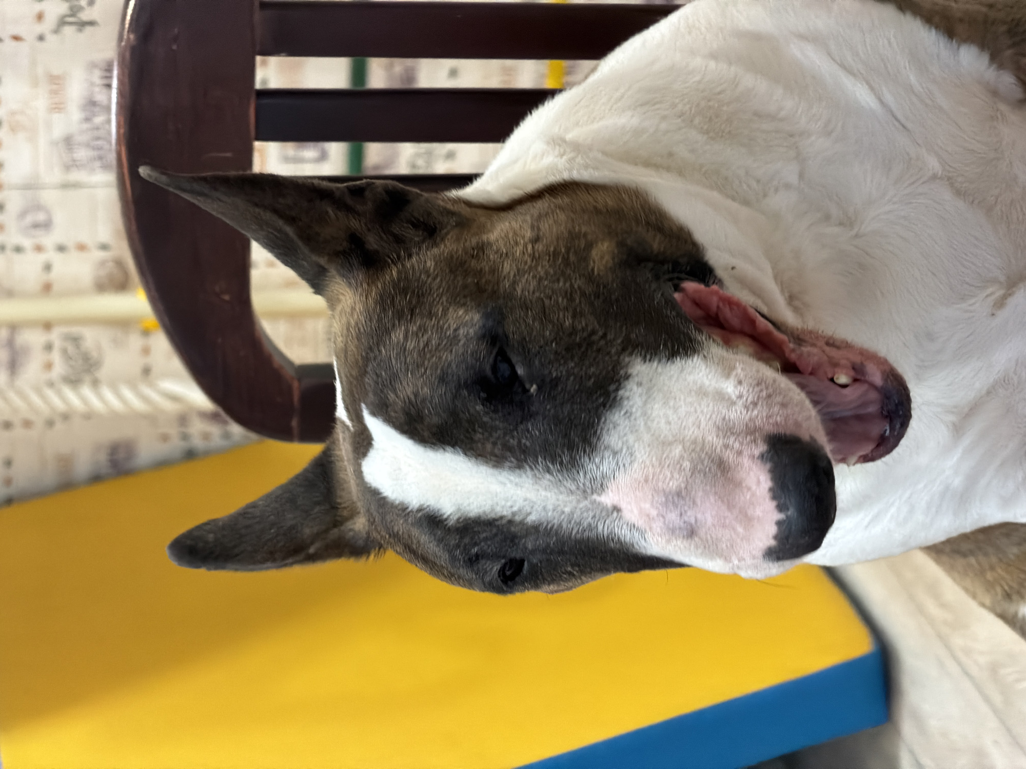 A close-up shot shows a brindle and white Bull Terrier lying on a chair. The dog's head rests on the yellow seat, with a blue strip beneath it. The chair has a dark wooden back with horizontal slats. The background includes a patterned wall.