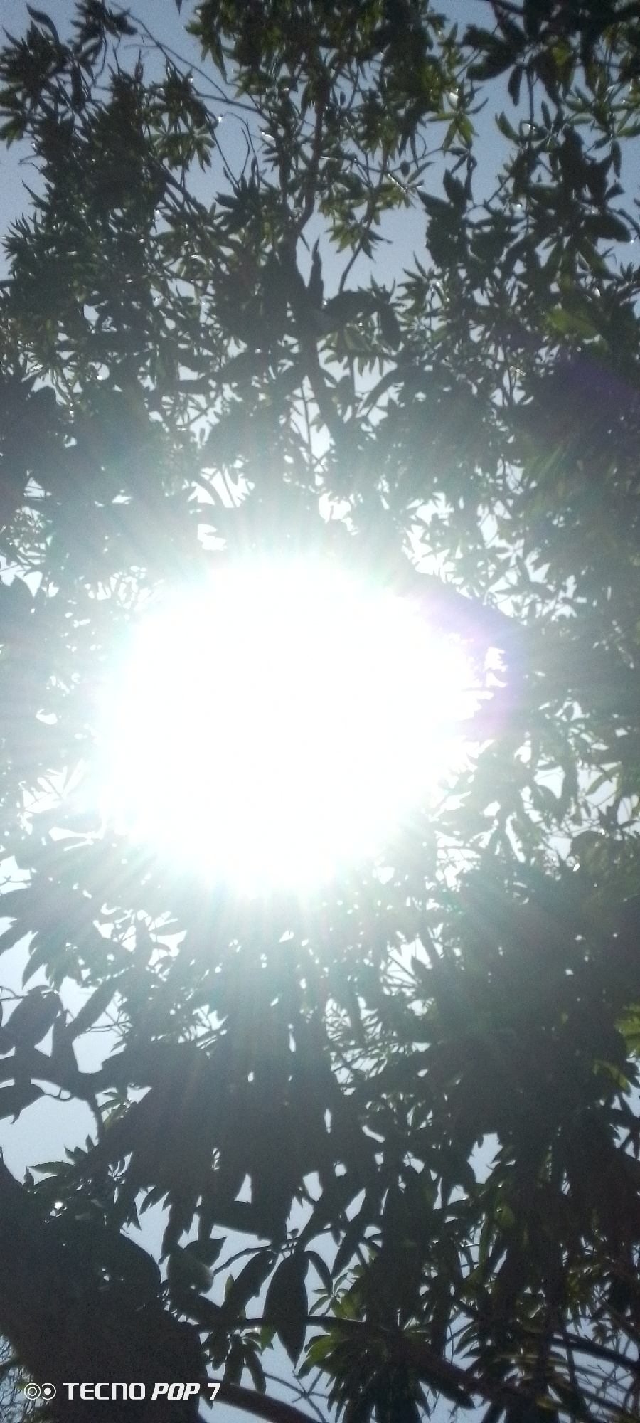 The image depicts a bright, sunlit scene in Altagracia, Venezuela. The sun is positioned directly overhead, its rays piercing through the dense canopy of a tree. The leaves and branches of the tree create a dark silhouette around the intense light source. The sky is partially visible in the gaps between the foliage, appearing light blue. The lower portion of the image includes a watermark indicating the photo was taken with a Tecno Pop 7 mobile device.