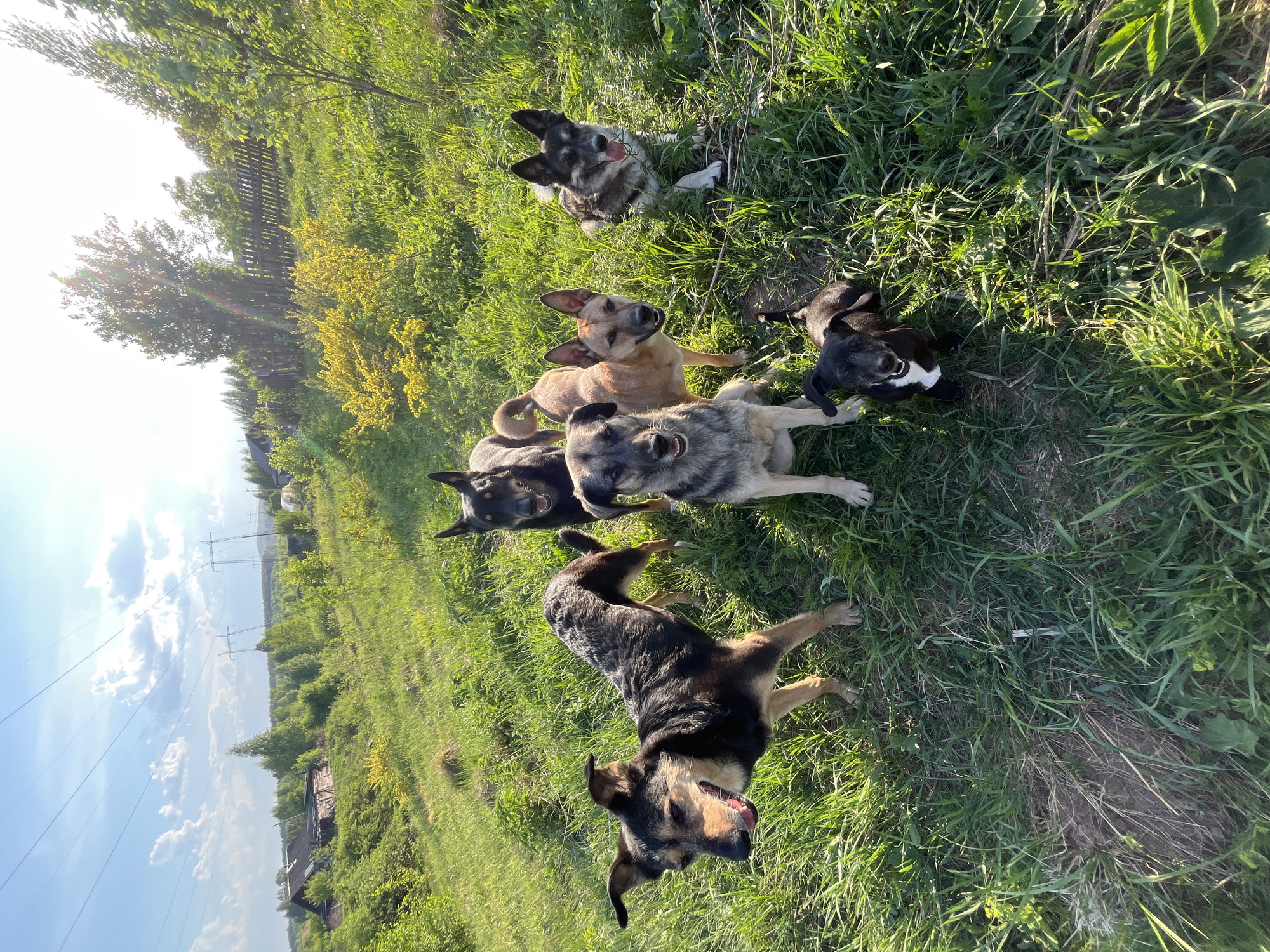 A sunny, outdoor scene shows a grassy field in the Nizhny Tagil, Russia area. Six dogs are the primary subjects, dispersed across the field in varying poses: lying down, standing, and looking towards the viewer. The dogs exhibit diverse coat colors, including black and tan, shades of gray, and light brown.
The field is composed of tall, green grass with some patches of bare earth visible. In the background, a wooden fence and various green trees and shrubs are seen. Power lines stretch across the sky in the distance. A few wooden buildings are partially visible among the foliage. The sky is blue with some clouds. Sunlight shines from the left side of the frame, creating shadows and highlights across the field.