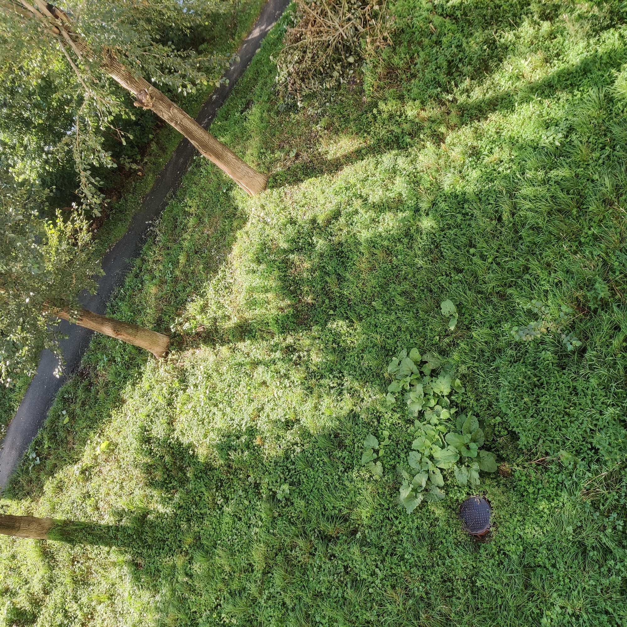 The image shows a grassy slope next to a paved path, with three trees casting shadows across the grass. A manhole cover is visible in the lower left portion of the frame. The scene appears to be an outdoor area, possibly a park or a residential yard, in Yekaterinburg, Russia, characterized by lush green vegetation and dappled sunlight. There are no people or animals visible in the image. The environment is natural and somewhat unkempt, with a mix of grass types and some larger leafy plants. The perspective is from above, looking down onto the scene.