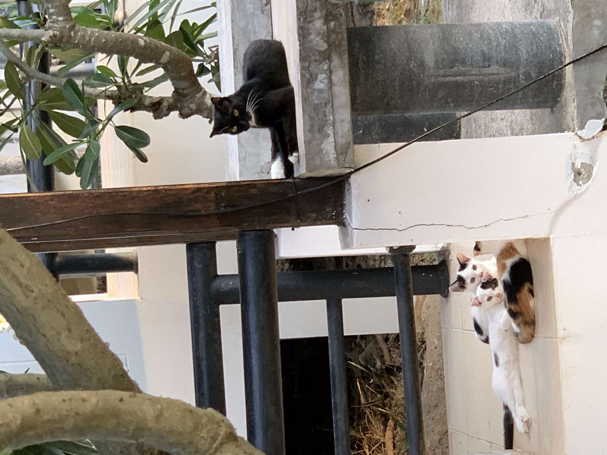 The scene is in the city of บ้านบางรักษ์, Thailand. A black and white cat is on top of a ledge, peering down. Below, two white cats with black and brown markings are vertically stacked against a white wall. The structure appears to be part of a building or fence. A tree branch with green leaves is visible on the left side. Black metal bars form a fence-like structure in the midground. The environment appears to be outdoors during daylight hours.