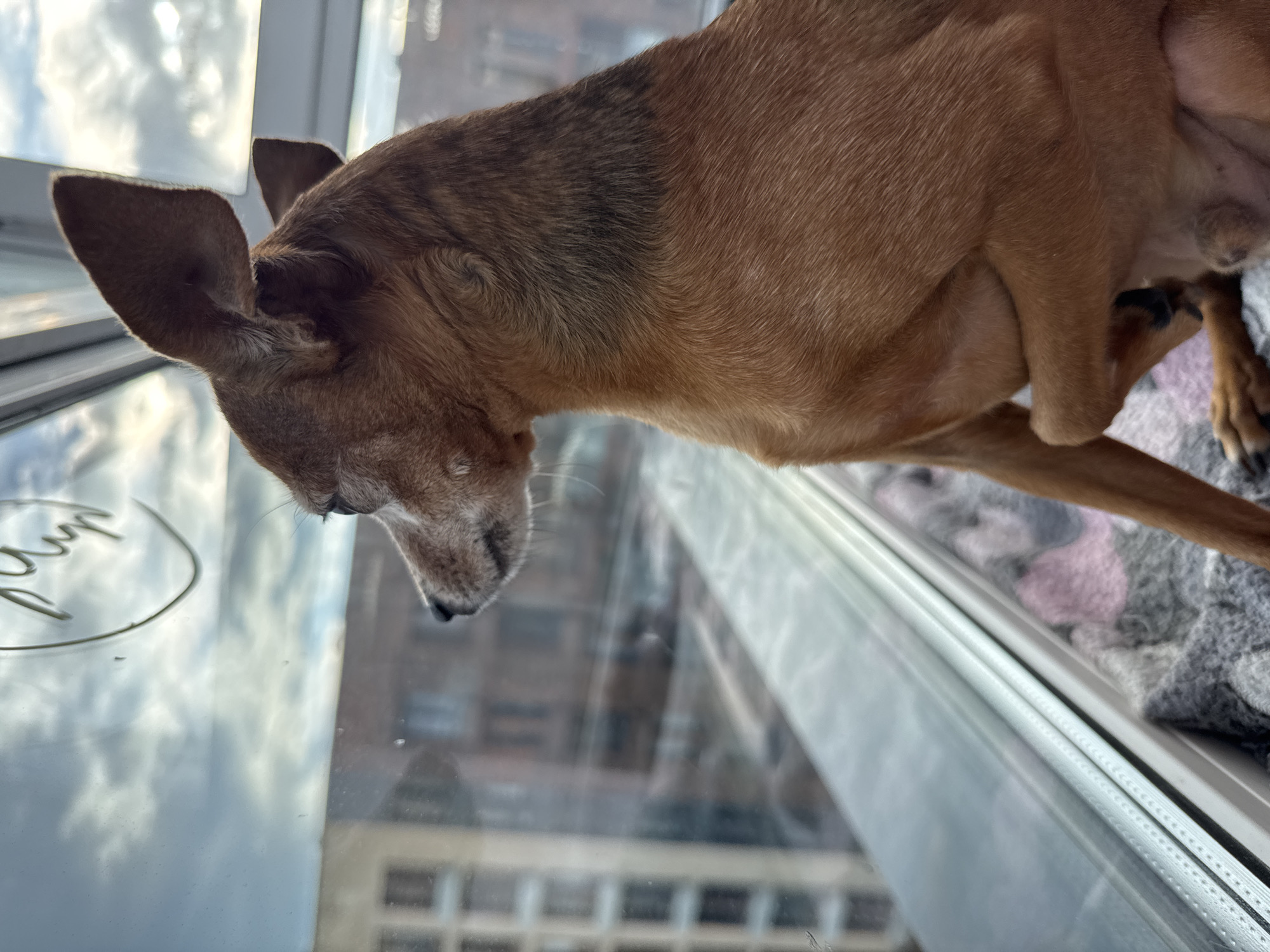A brown dog is sitting on a blanket next to a window, looking out at the cityscape. The dog is in profile, facing left. The dog's fur is short and appears to be a reddish-brown color. Its ears are large and erect, with one slightly folded over. The dog's eyes are dark. The window is large and reflects the sky and buildings outside. The sky is cloudy, with some patches of blue. The buildings are multi-story, with visible windows and architectural details. The blanket the dog is sitting on is grey and pink, with a patterned design. The scene appears to be indoors, in an urban setting.