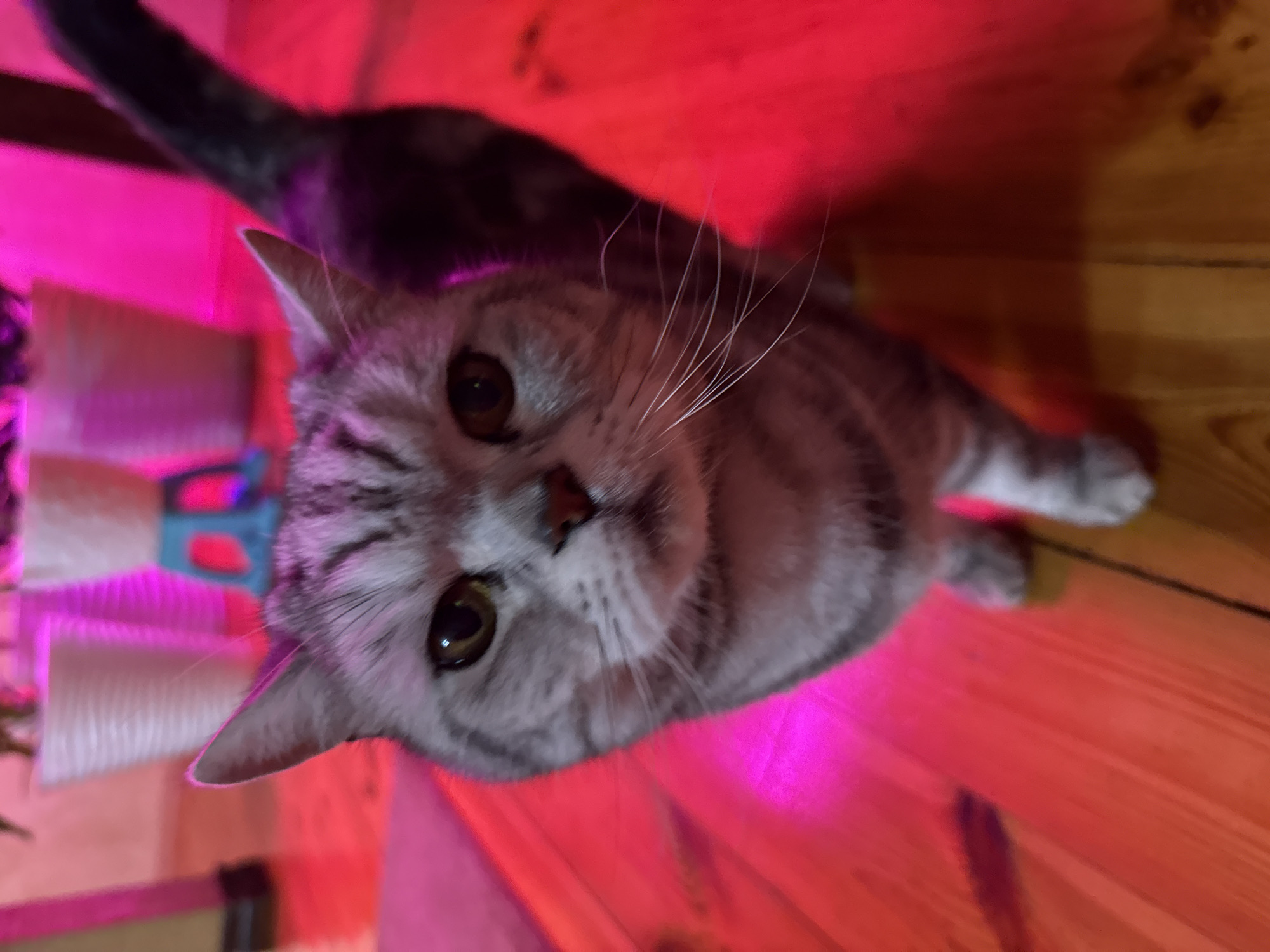 A close-up, eye-level shot captures a grey tabby cat with striking green eyes. The cat is positioned centrally, facing the camera, with its head slightly tilted. Its fur displays the characteristic tabby markings of alternating dark and light grey stripes. The cat's whiskers are prominent, fanning out from its muzzle. Behind the cat, the environment is bathed in a vibrant pink and red light, likely from artificial lighting. In the background, out-of-focus, are white planters, one of which has a blue stand. The floor appears to be made of wooden planks. The overall impression is one of a domestic setting illuminated by colored lights. The location of Кукуи, Russia is not discernible from the visual information provided in the image.