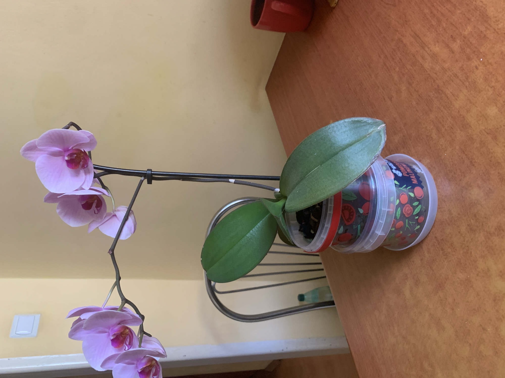 An orchid with pink and purple flowers is displayed on a wooden table. The orchid is in a pot made of stacked plastic containers decorated with images of fruit. To the left of the orchid, a portion of a metal-framed chair is visible, with a green bottle in the background. In the background, a wall is painted a light yellow, with a white light switch on the left side. To the right of the orchid, a red mug is placed on the table, and a small yellow object is partially visible. The scene appears to be an indoor setting, likely a home in Nowa Sól, Poland, given the context provided.