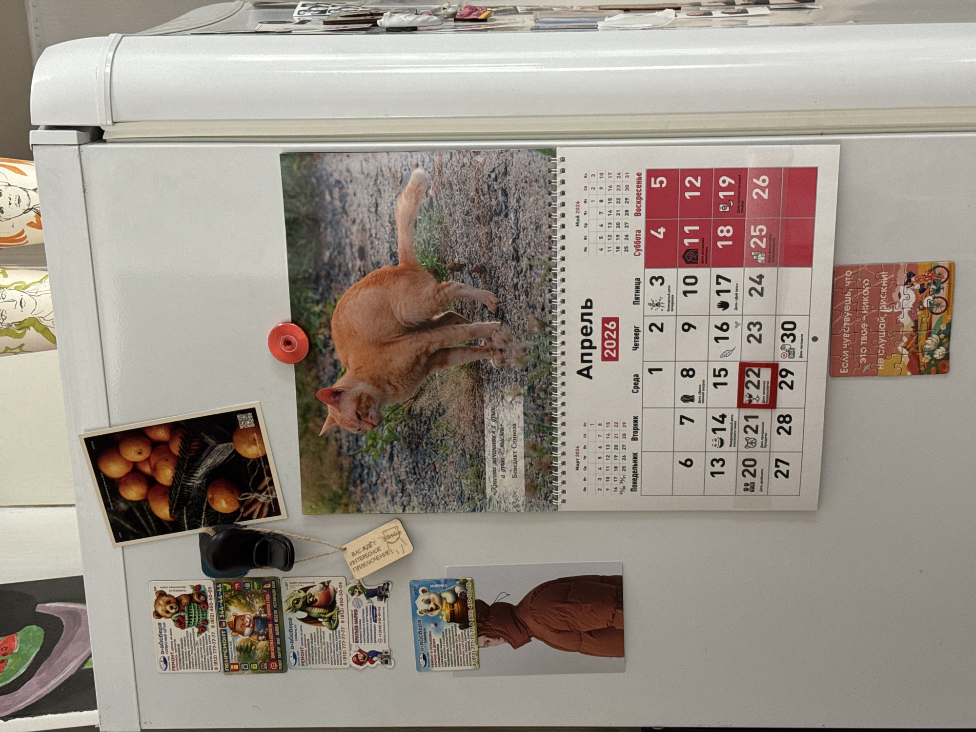 A white refrigerator door is seen from a slightly angled perspective, adorned with a large calendar and various magnets. The central item is a calendar for April 2026, featuring an image of an orange cat with its back turned, appearing to stretch or walk on a dirt path. Below the cat picture, a quote by Benedict Spinoza is visible in Russian: "Красота начинается с души, а душа с мыслей" (Beauty begins with the soul, and the soul with thoughts).
The calendar displays the days of the week and dates in Russian. Notable dates for April 2026 include "Всемирный день" (World Day) on the 3rd, "Международный день" (International Day) on the 14th, "День «Дай пять»" (Give Five Day) on the 17th, "День прекрасных" (Day of Beautiful) on the 22nd, and "День честности" (Day of Honesty) on the 30th. Small insets for March and May 2026 are also present. A red round magnet holds the calendar in place at the top right.
Several other magnets are affixed to the refrigerator. To the left of the calendar, there is a rectangular magnet depicting a bowl of bright orange fruits, possibly mandarins or sea buckthorn berries. Below this, a collection of smaller magnets resembles informational cards or game pieces, some featuring cartoon characters like a bear and a dragon, and one with "БРАТЬЕВ МАРИО" (Mario Brothers) text. These magnets advertise repair and service companies named "а-айсберг" and "ПЕНРЕМОНТ," listing phone numbers with the Saint Petersburg area code (812), and services like "РЕМОНТ на дому" (Home Repair), "ДИАГНОСТИКА БЕСПЛАТНО ГАРАНТИЯ З ГОДА" (Free diagnostics, 3-year warranty), and "РЕМОНТ КВАРТИР ОКНА ОБИВКА МЕБЕЛИ РЕСТАВРАЦИЯ ВАНН" (Apartment repair, windows, upholstery, bathtub restoration).
At the bottom center, a magnet with a light brown background states: "ВАС ЖДЁТ ИНТЕРЕСНОЕ ПРИКЛЮЧЕНИЕ!" (An interesting adventure awaits you!). To its right, another magnet shows the profile of a person in a brown jacket. On the far right, a rectangular magnet with a colorful illustration of bicycles and a puzzle-like background contains a motivational message in Russian: "Если чувствуешь, что это твое - никого Не слушай, рискни!" (If you feel that this is yours - don't listen to anyone, take a risk!). The overall setting is an interior space, likely a kitchen in Saint Petersburg, Russia, given the phone number area code.