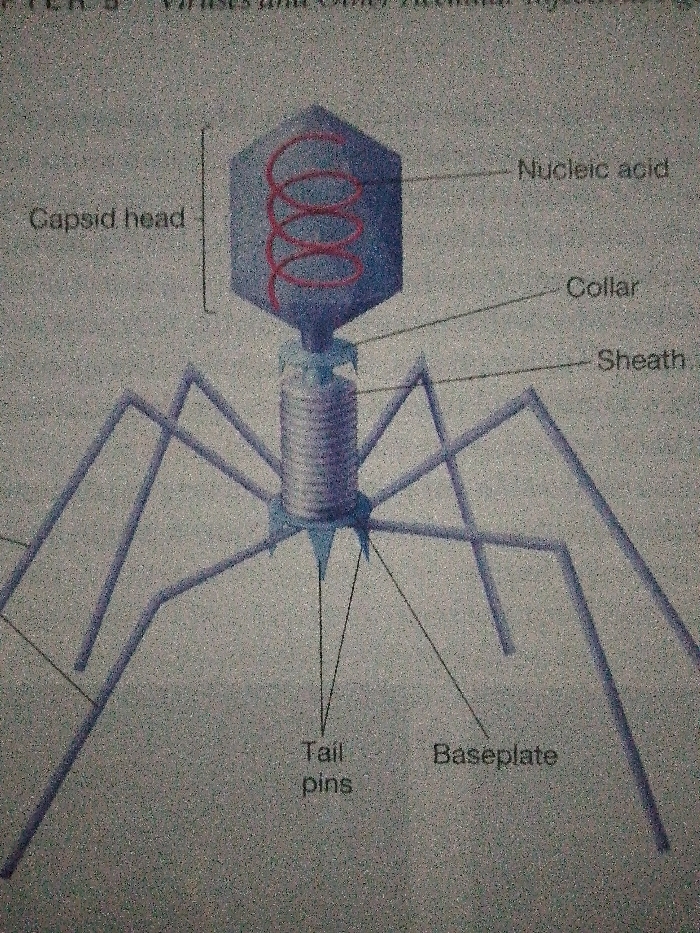 The image shows a labeled diagram of a bacteriophage. Its key components are identified: a capsid head that houses the nucleic acid coiled inside, a collar connecting the head to the sheath. The sheath is attached to a baseplate with tail pins extending out. Legs attach to the corners of the baseplate.
