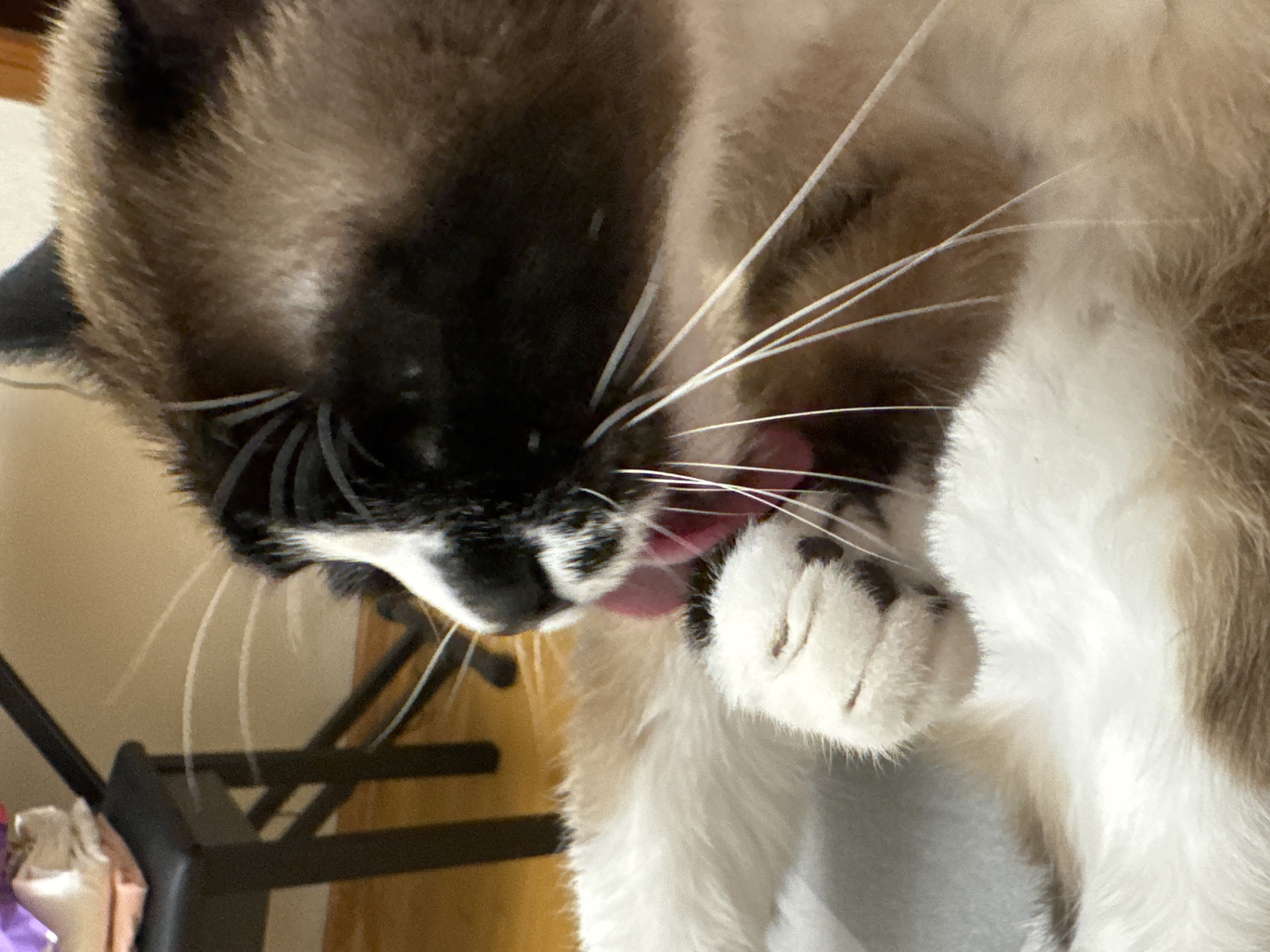 A close-up, eye-level shot shows a Siamese cat grooming itself. The cat's face is partially obscured by its paw, which it is licking. Its fur is a mix of white, brown, and black. The cat is lying on a light-colored surface, possibly a rug or blanket. In the background, a black stool with some stacked items on it is visible. The flooring appears to be wood. The image is taken indoors, and the lighting suggests it might be daytime. There is no indication of the cat's location in Ussurijsk, Russia.