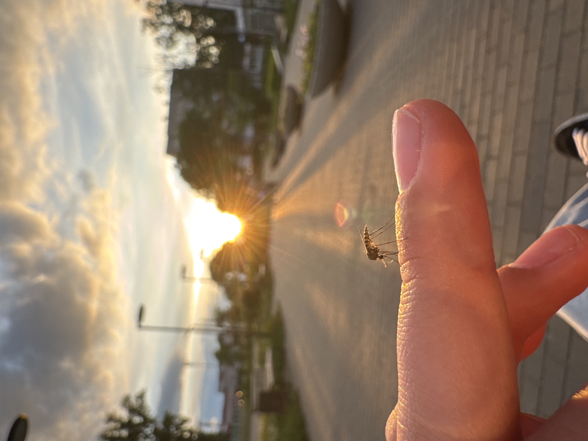 A horizontal, outdoor image shows a person's hand with a mosquito perched on their index finger, set against a backdrop of a cityscape during a sunset in Chaikovsky, Russia. The hand is positioned in the lower right corner of the frame. The mosquito is small and partially in focus, with its legs and antennae visible. The background shows a paved road leading towards a bright sunset, with buildings and trees blurred in the distance. Power lines are visible against the sky. The sky is filled with clouds tinged with the warm colors of the setting sun.