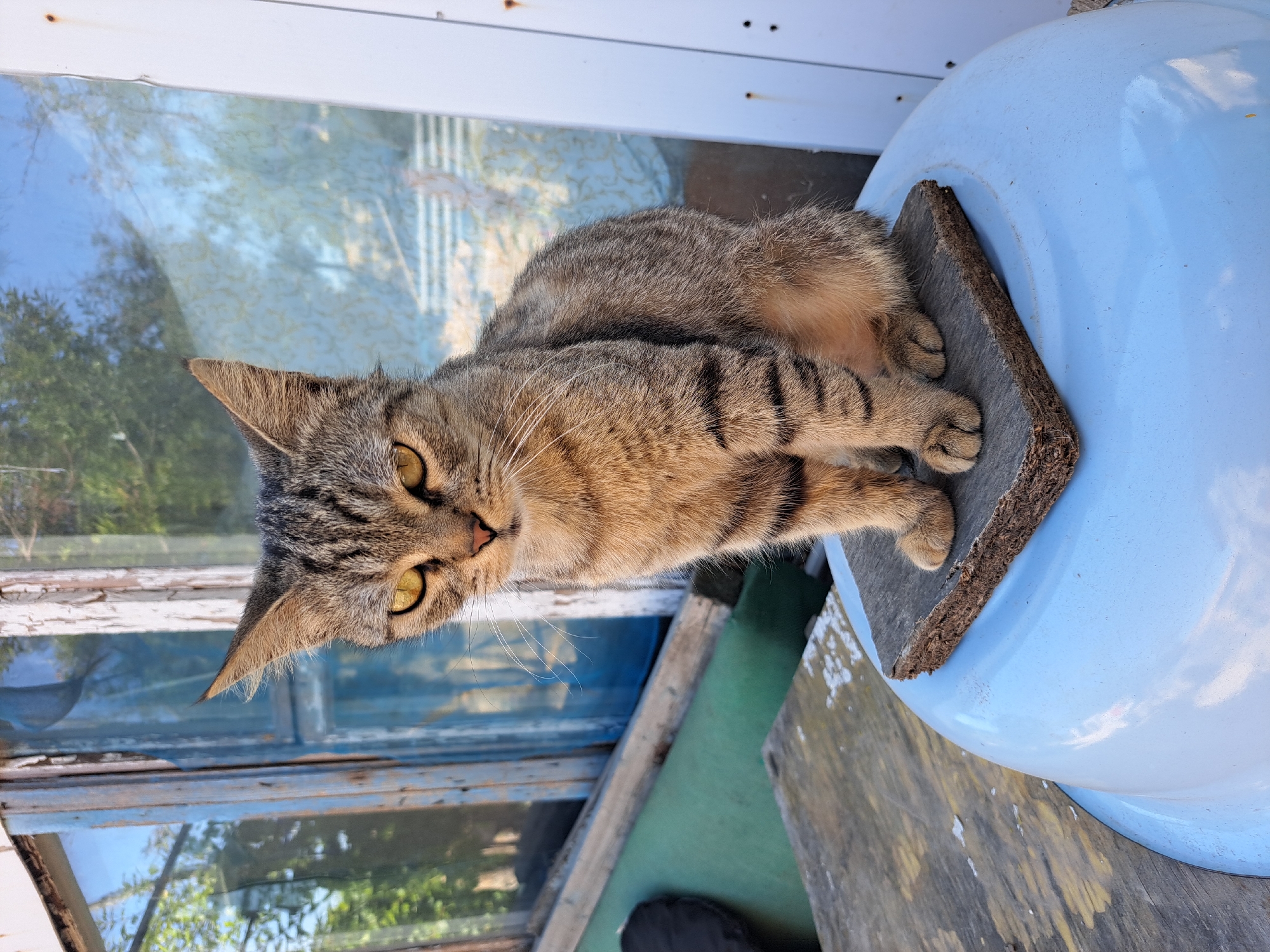 A medium shot captures a tabby cat with yellow eyes sitting on a small piece of wood placed atop a light blue, rounded object, possibly a basin. The cat is facing forward, with its body slightly angled to the right. Its fur is a mix of brown, grey, and black stripes, with a lighter tan underside. The cat's ears are pointed upwards, and its whiskers are prominent.
The background consists of a weathered, blue-painted wooden window frame with visible peeling paint and glass panes reflecting a bright, sunny sky and greenery. To the right of the window, a white surface with visible screws is present. In the foreground, a weathered wooden surface is visible beneath the blue object. The overall scene suggests an outdoor setting, possibly in the village of Vypasne, Ukraine, given the style of the window and the rustic elements. The lighting indicates it is daytime.