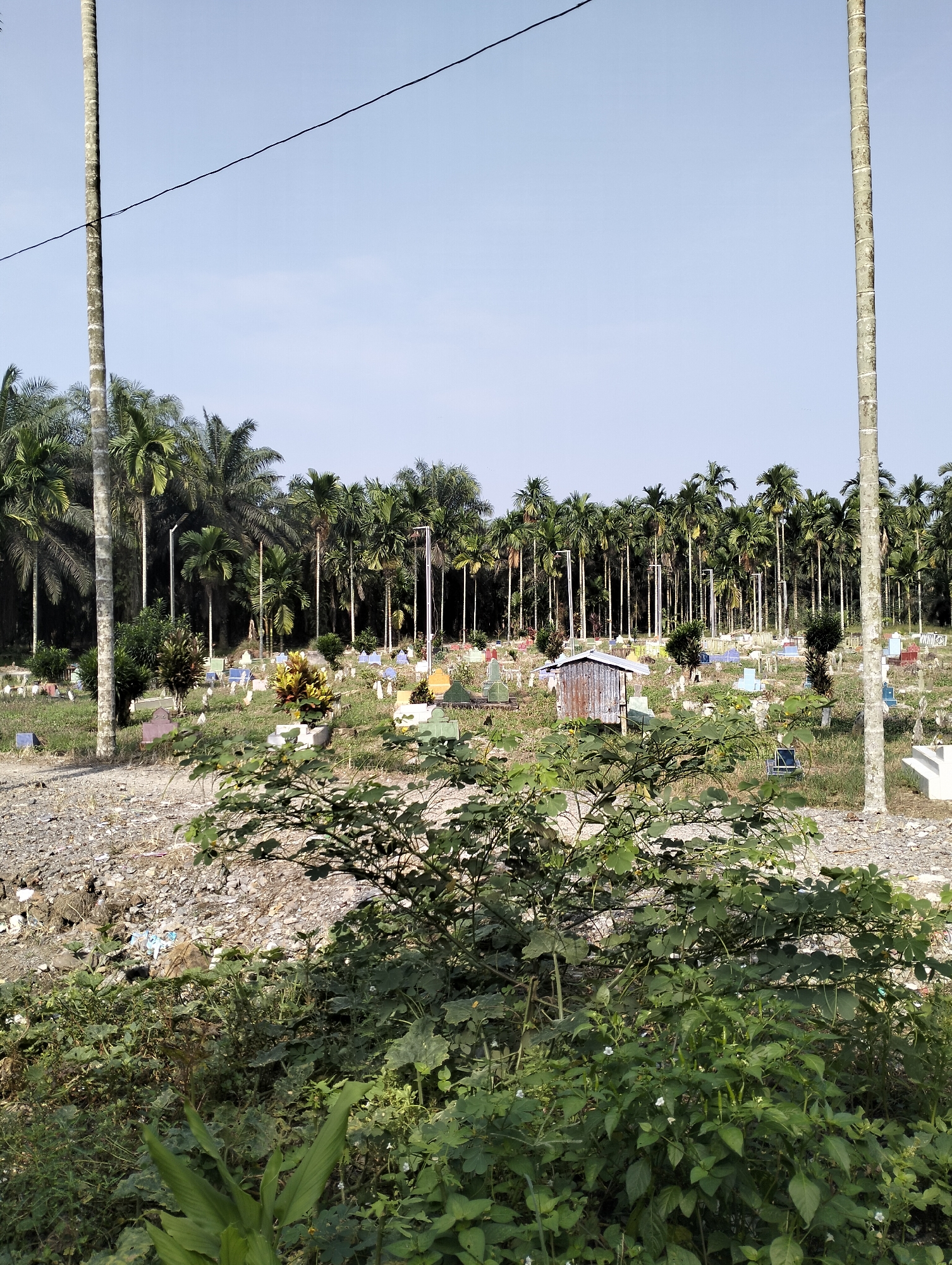 The image depicts a cemetery in Serdang Jaya, Indonesia, characterized by a dense backdrop of palm trees. The ground is uneven, with patches of gravel and vegetation. Numerous gravestones of varying shapes and colors, including white, blue, green, and yellow, are scattered across the landscape, suggesting a Muslim cemetery due to the typical grave marker style. A small, dilapidated metal shed stands among the graves. Two tall, slender poles, likely utility poles, are positioned on the left and right sides of the frame, with a wire running horizontally between them in the upper portion of the image. In the foreground, lush green vegetation with broad leaves dominates, obscuring some of the lower gravestones and the immediate ground. The sky is clear and light blue, indicating a daytime scene with ample sunlight. No people are visible in the image.