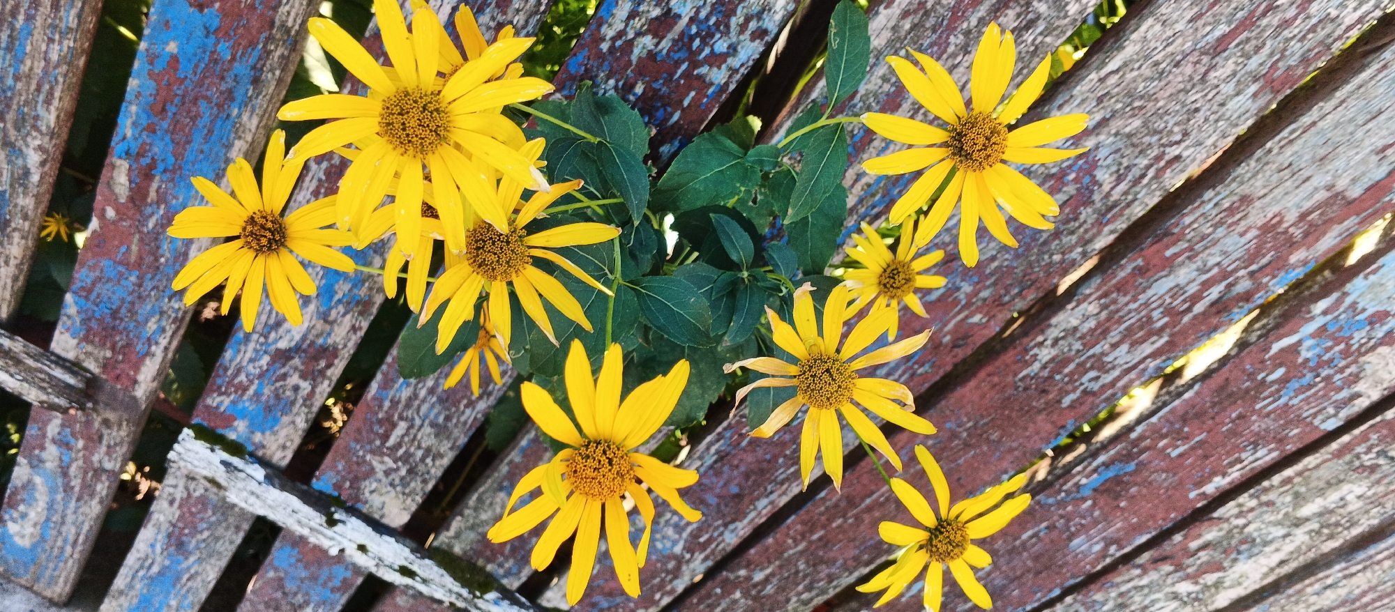 A top-down view captures a cluster of bright yellow flowers with dark centers, their petals fanning out against a backdrop of weathered wooden planks. The planks are painted in a distressed pattern of deep blue and rusty brown, with some areas worn down to expose the natural wood grain. A few green leaves from the flowering plant are visible amongst the blooms and in the gaps between the planks. The image is sharp and well-lit, suggesting it was taken outdoors during the daytime. There are no people or animals in the frame. The scene appears to be a close-up composition, focusing on the textures and colors of the flowers and the wooden surface. The specific location within the city of Smila, Ukraine, is not discernible from the visual elements present in the image.