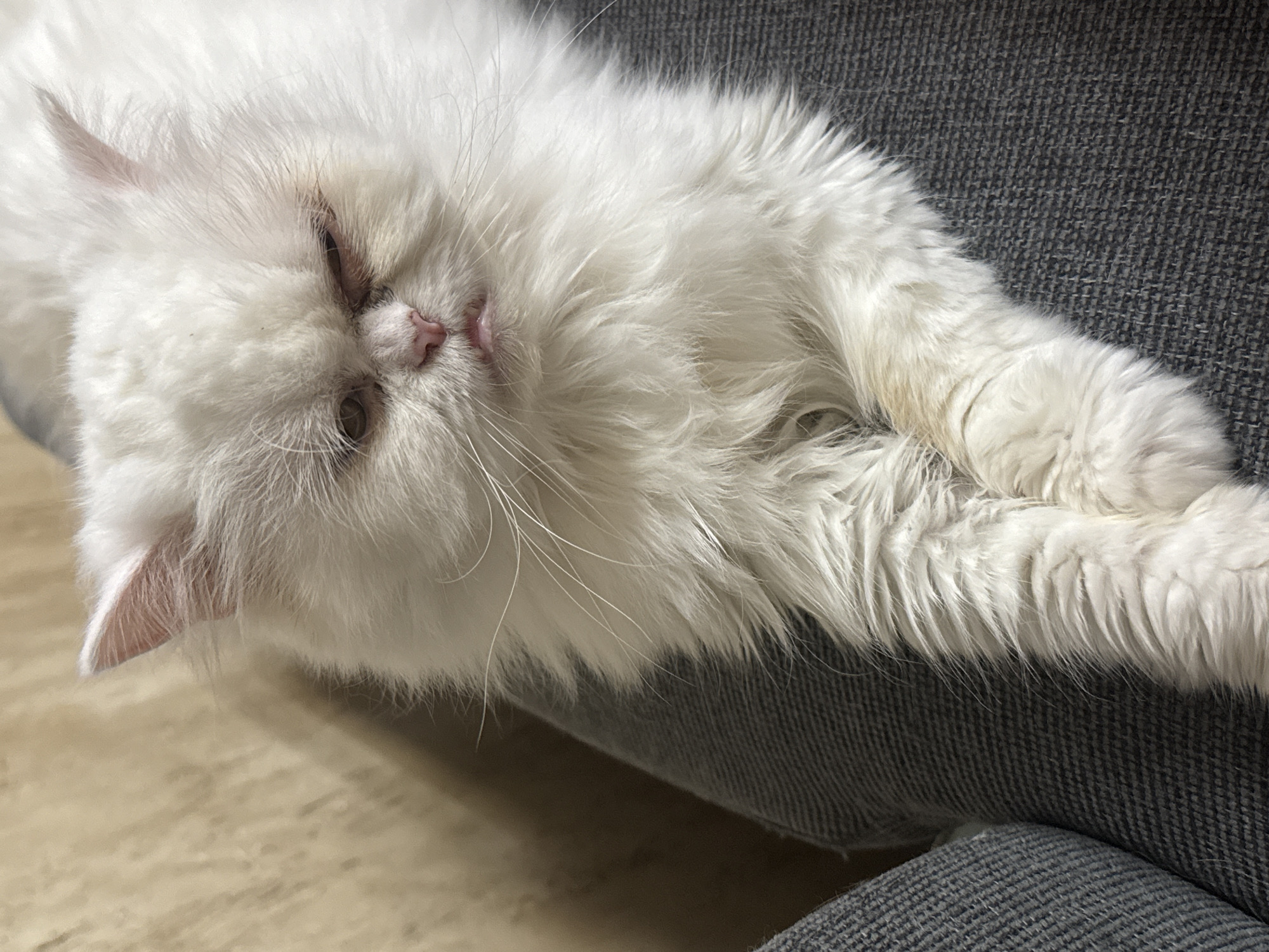 A white Persian cat with a grumpy expression is resting on a grey textured surface, possibly a sofa or a large cushion. The cat's fur is long and fluffy, with some slightly matted or discolored patches on its paws and chest. Its left eye is partially closed, and its mouth is slightly open, revealing a hint of its tongue. The background is a blurred, light-colored textured surface, possibly a wall or fabric. The image is shot from a slightly elevated angle, focusing on the cat's face and upper body. The location is not specified within the image data.