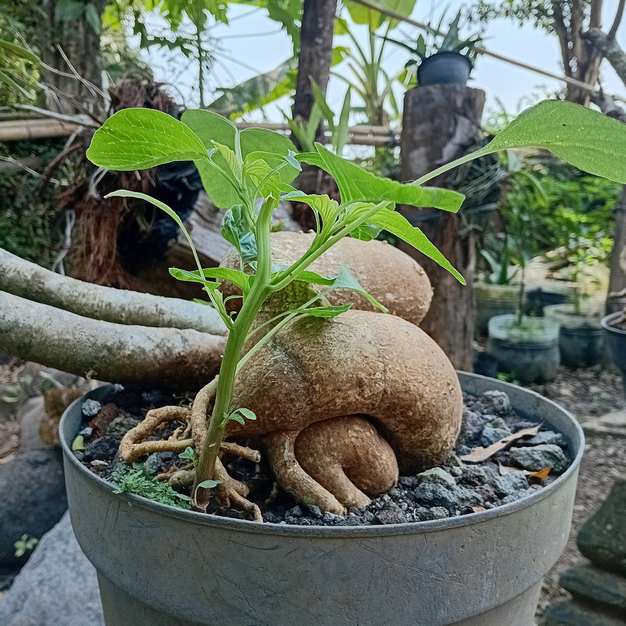 In Sumberarum, Indonesia, a close-up shot captures a potted plant with a prominent, bulbous caudex. The plant, situated in a gray pot filled with dark, gravelly soil, features a vibrant green stem with numerous leaves. The caudex itself is textured and appears to be woody and light brown in color, with several exposed roots twisting around its base. In the background, out-of-focus foliage and trees suggest an outdoor setting.