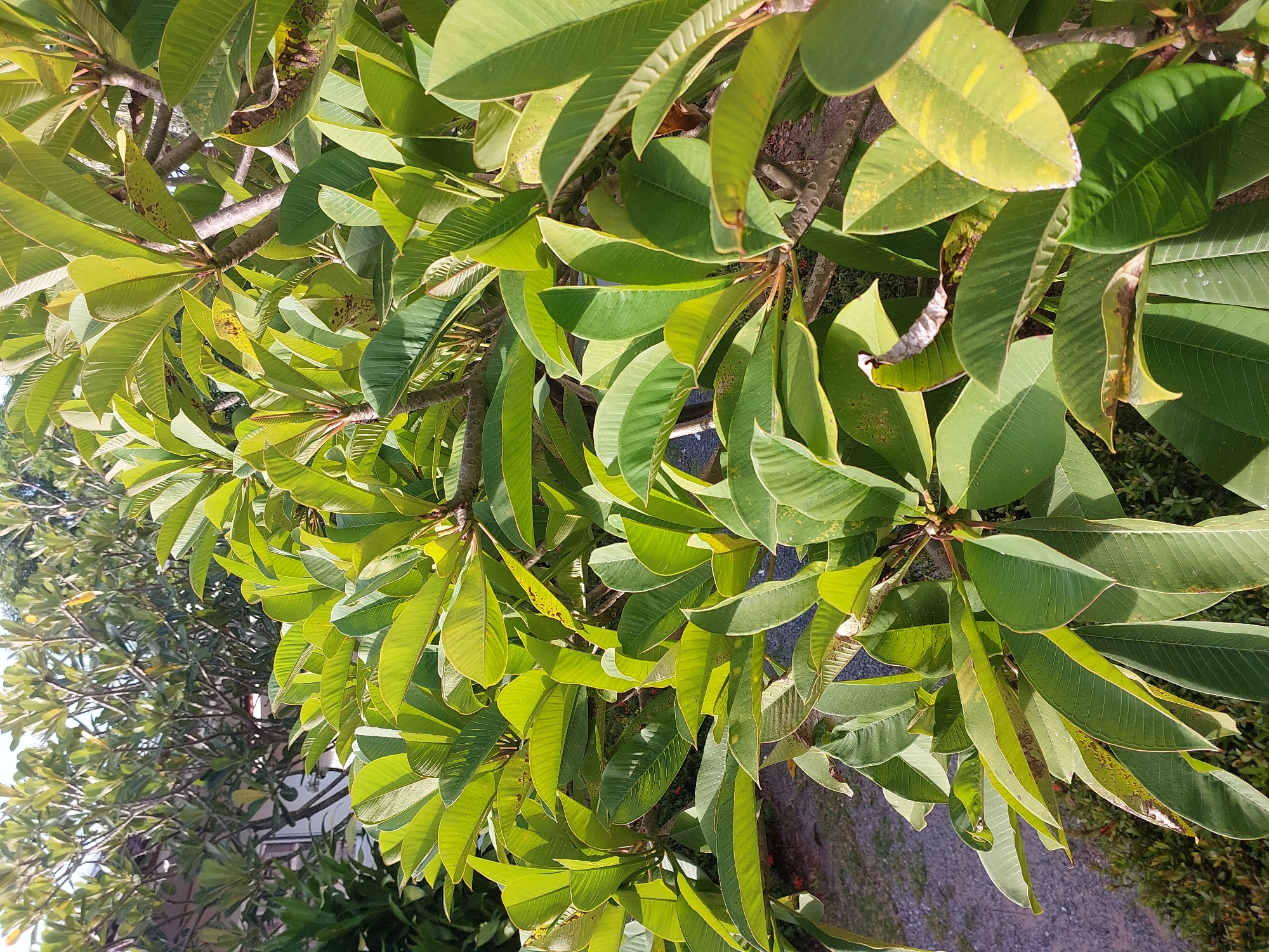The image shows a dense cluster of bright green frangipani leaves and branches under sunlight. The leaves are large and elongated with prominent veins. Some leaves display brown spots and discoloration, suggesting signs of natural aging or environmental stress. The branches are woody and greyish-brown. In the background, partially obscured by the frangipani, are other trees and foliage, and a glimpse of a building with a white exterior is visible. The ground appears to be covered in gravel and some low-lying green plants. The overall scene depicts a lush, outdoor environment, likely a garden or natural setting, in Baan Mae Nam, Thailand.