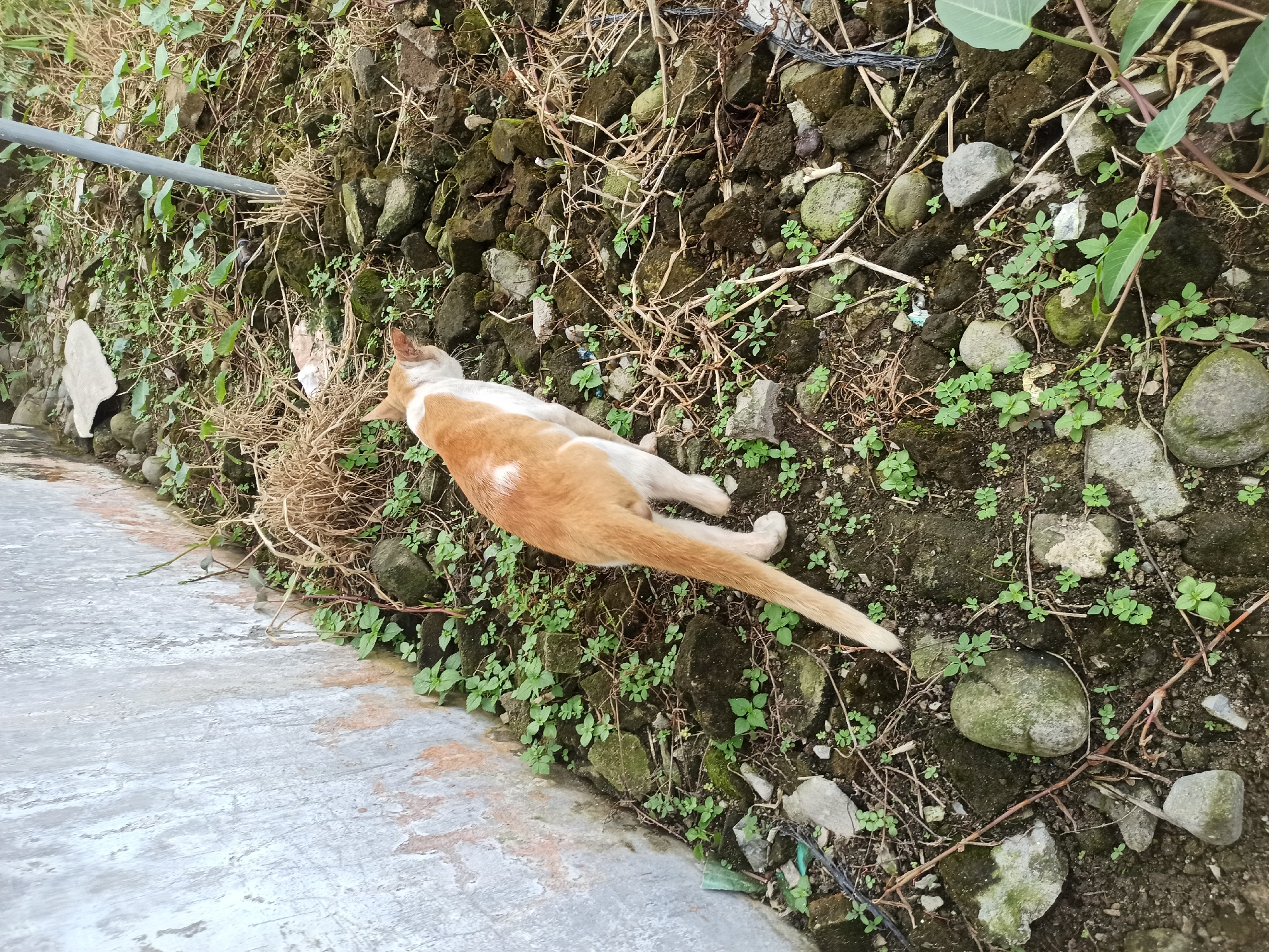 An orange and white cat is walking on a patch of ground covered with small green plants, rocks, and dried vegetation. The cat is viewed from behind, with its tail extended. To the left of the cat is a textured, grey wall with some orange discoloration. A thin grey pipe stands vertically to the right, emerging from the ground. The scene appears to be outdoors, possibly in a backyard or a neglected area, common in residential neighborhoods of the City of Medan, Indonesia.