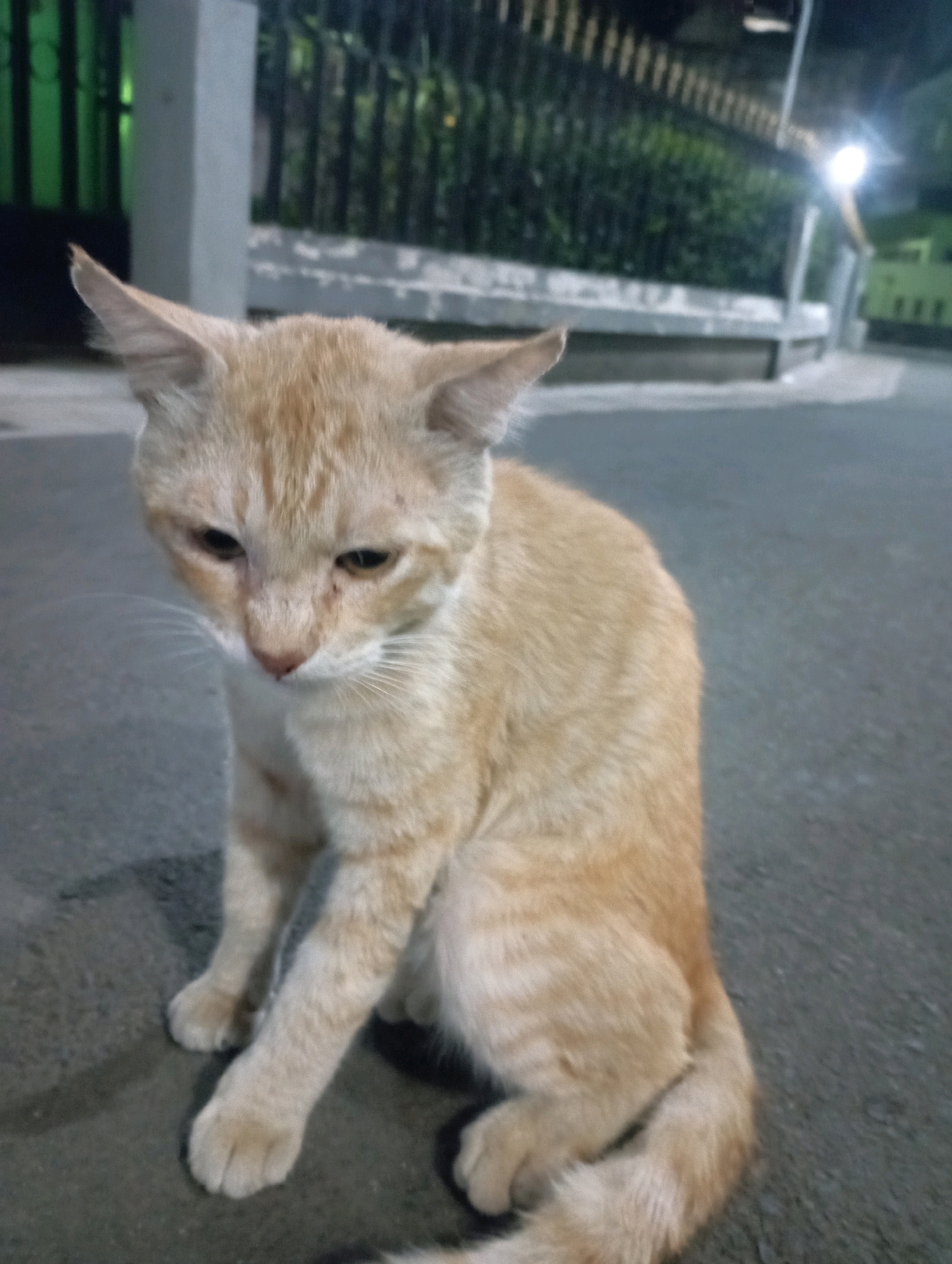 An orange tabby cat sits on an asphalt surface, likely a sidewalk or street, in Depok, Indonesia. The cat faces slightly away from the viewer, looking downwards. Its fur is short and appears somewhat disheveled, with tabby markings visible on its body and tail. The cat's ears are pointed upwards, and its eyes are dark and partially closed, giving it a subdued appearance.
In the background, a metal fence with vertical bars encloses an area with dense green foliage. Beyond the fence, a gray concrete structure runs horizontally, possibly a wall or a raised planter. A street lamp with a bright white light illuminates the scene from the right, casting a subtle glow on the cat and its surroundings. The environment suggests an urban setting at night, likely a residential area or a public space in Depok. The ground is textured asphalt, with some faint shadows visible.