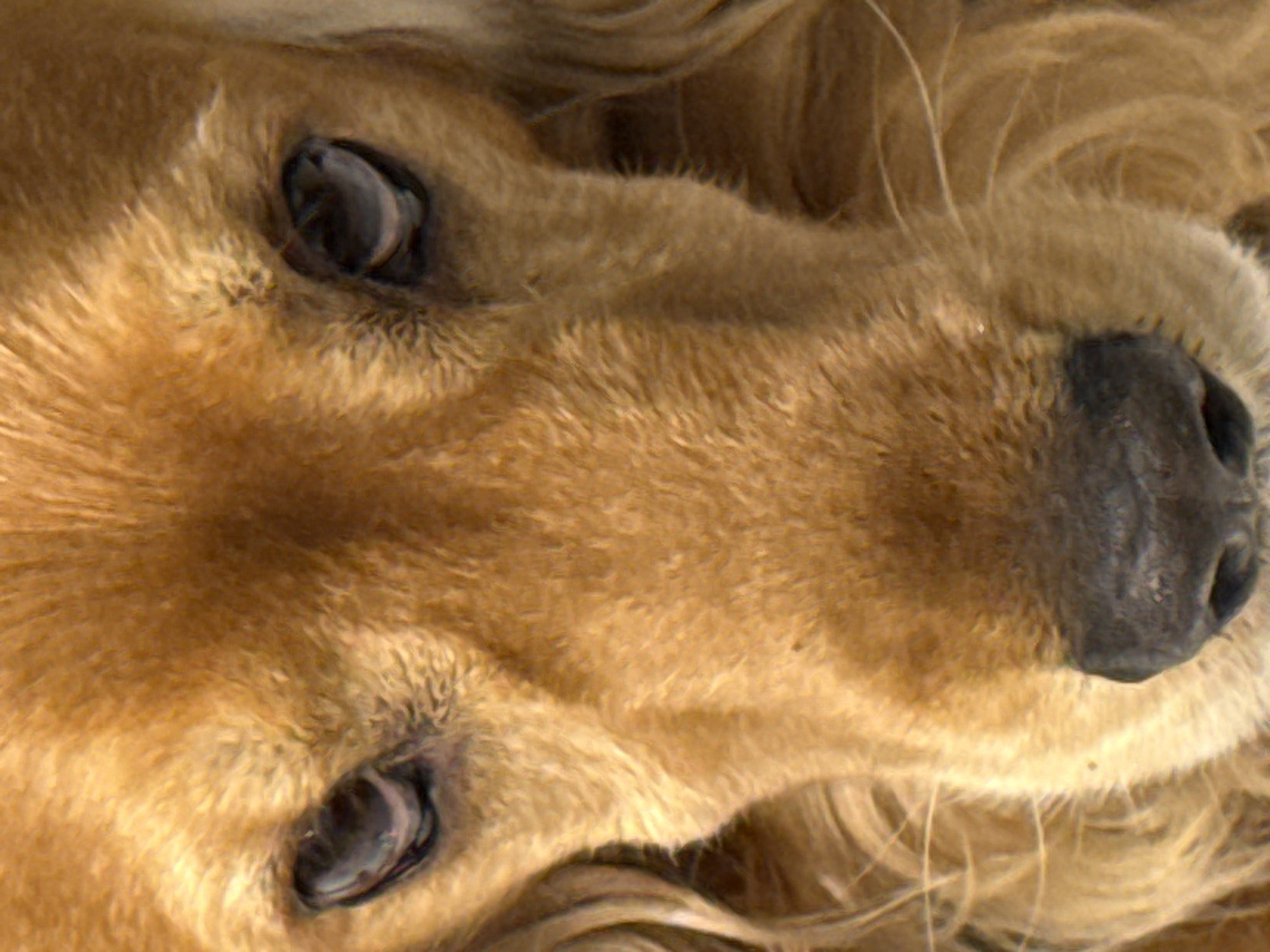 A close-up, eye-level shot captures the face of a golden-colored dog. The dog's fur is a warm, golden brown, with lighter golden strands visible around its snout and ears. Its nose is dark, wet, and appears to be panting slightly, with a hint of its mouth open. The dog's eyes are dark, round, and reflective, with one eye more visible than the other. The background is a soft blur of golden fur, suggesting the image is cropped tightly on the dog's face. The lighting is warm and diffused, highlighting the texture of the dog's fur and creating a gentle glow. The scene appears to be indoors or in a controlled environment, with no discernible urban elements.