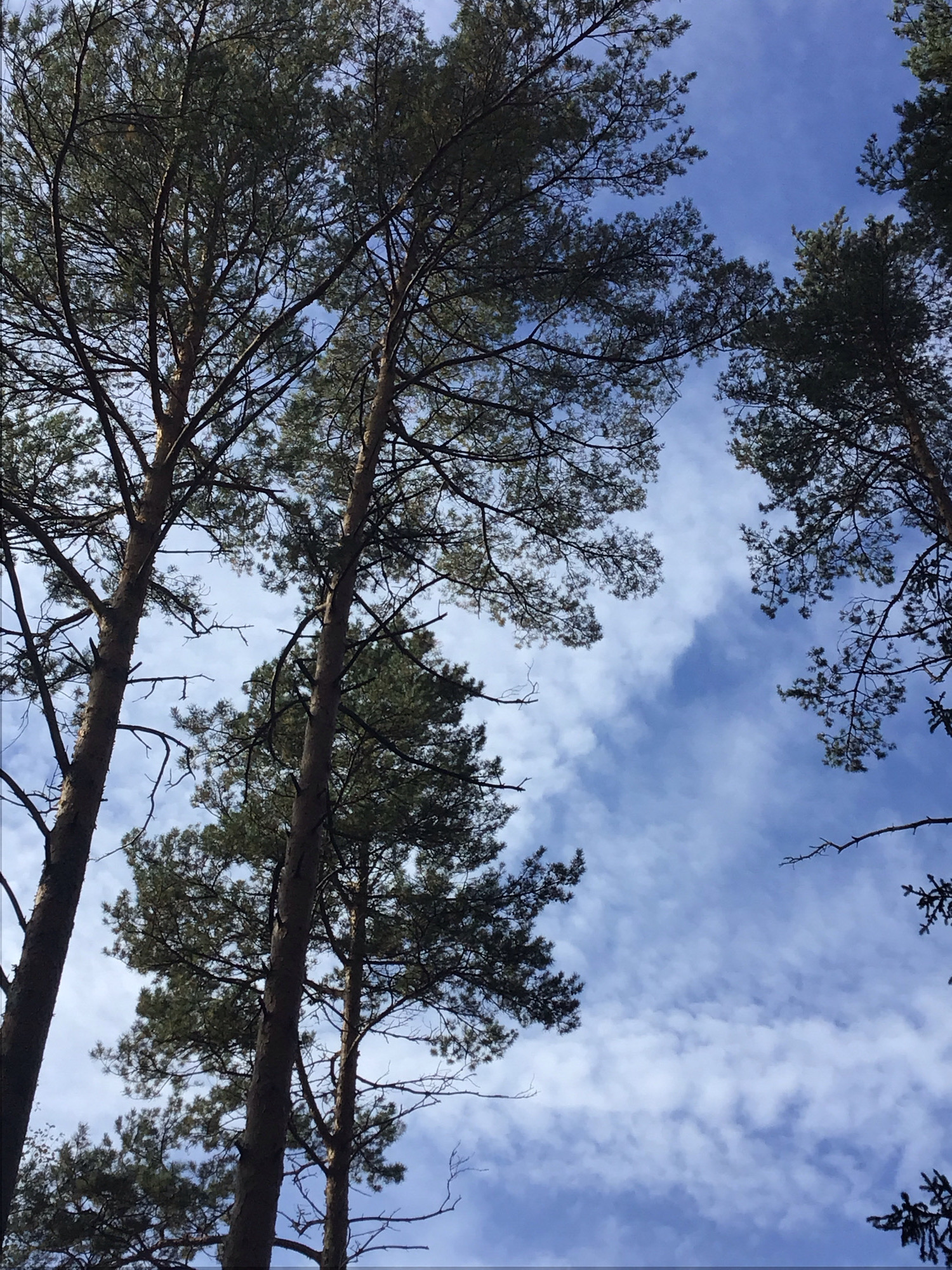 A low-angle shot captures the tops of several pine trees against a blue sky with scattered clouds. The trees are tall and slender, with dark green needles and rough bark. Their branches spread out, forming a canopy that partially obscures the sky. The image appears to be taken on a clear day, with the sun likely positioned overhead or to the side, casting some shadows on the tree trunks. The overall impression is one of a natural, outdoor environment.