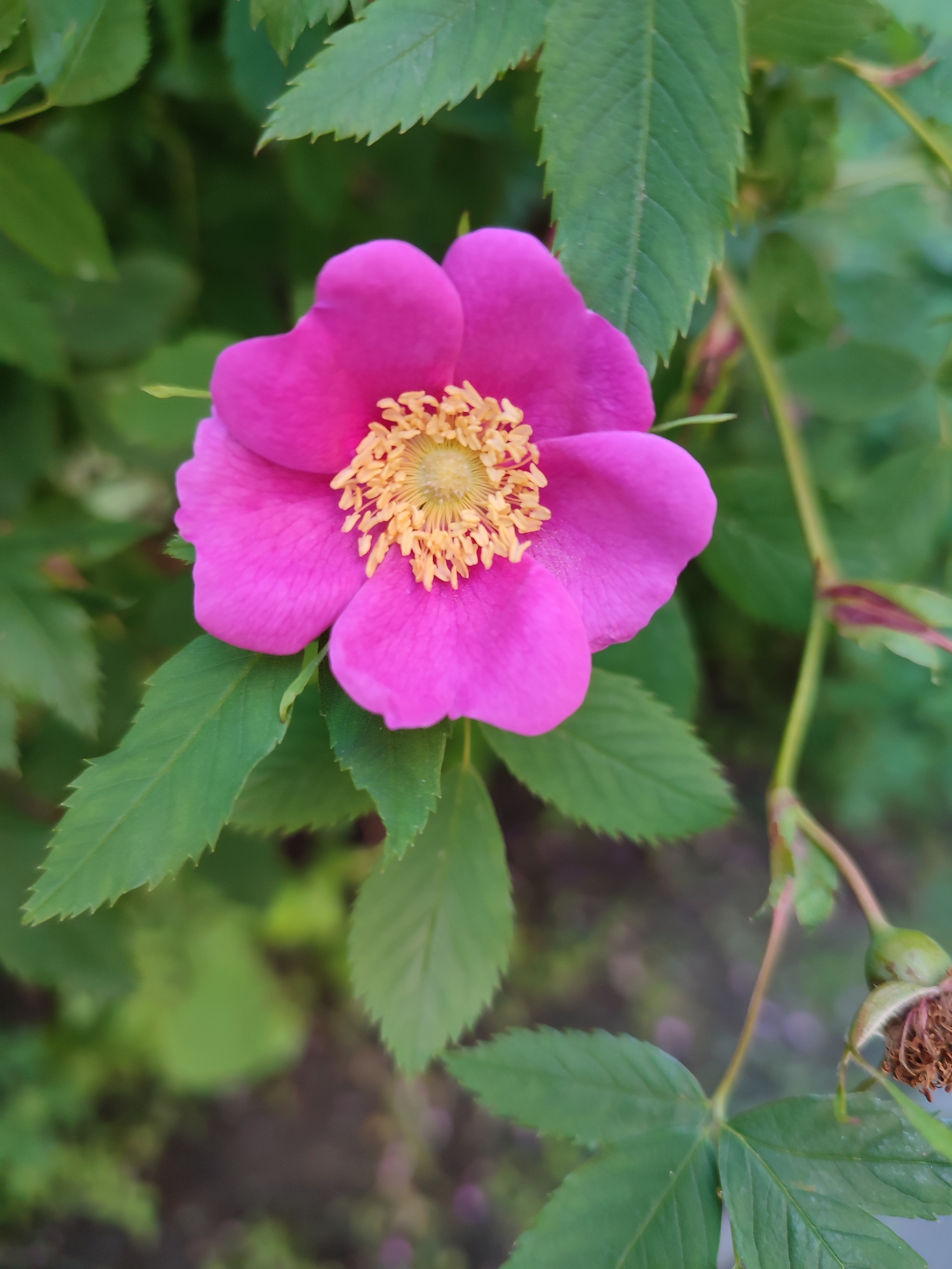 A close-up, eye-level shot captures a vibrant pink wild rose in full bloom. The flower's five petals are soft and slightly curled, showcasing a delicate texture. At its center, a cluster of bright yellow stamens, tipped with orange, creates a striking contrast. The rose is positioned slightly off-center to the left, with the rest of the frame filled with lush green foliage. The leaves are serrated along the edges and have a healthy sheen. In the background, the leaves are softly blurred, creating a bokeh effect that emphasizes the rose as the primary subject. To the right of the flower, a thin stem curves upwards, adorned with a developing rosehip that has begun to wither, its brown, papery remnants visible. The overall scene suggests a natural outdoor setting, likely in a garden or wild area during the daytime. The lighting appears natural, with no harsh shadows, indicating it might be a bright but not intensely sunny day. The image evokes a sense of natural beauty and the cycle of life, with the blooming flower alongside the fading rosehip. No text is visible in the image. The location context is Vsevolozhsk, Russia, suggesting a temperate climate suitable for wild roses.