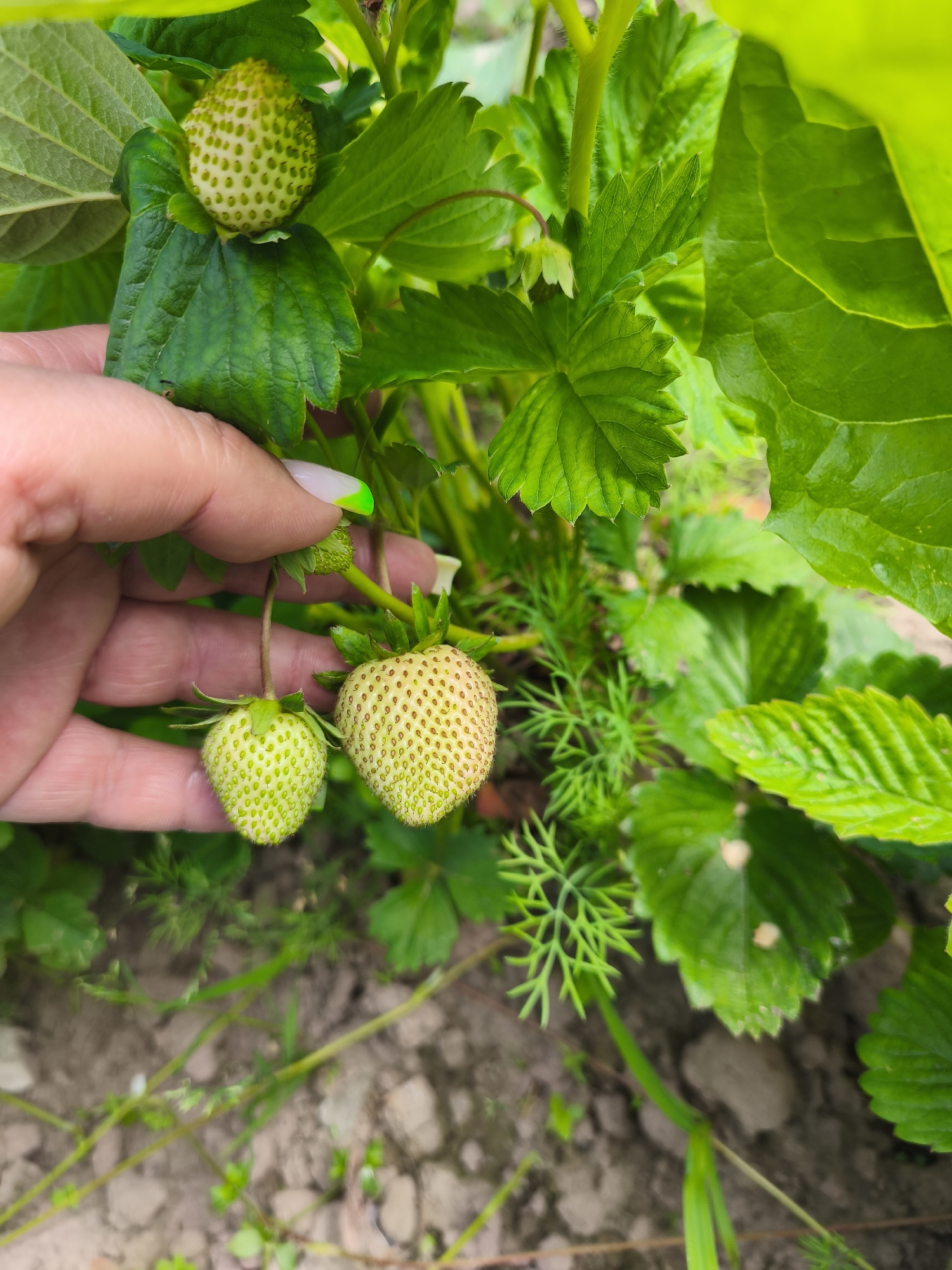 A person's hand, with a light-colored fingernail polish with a green tip, is gently holding unripe strawberries on a strawberry plant. The strawberries are a pale green color and have small yellow seeds visible. They are surrounded by lush green leaves of the strawberry plant. The background shows more greenery and some dry, brownish soil, with a few small green plants growing from it. The scene appears to be outdoors in a garden, likely in Puchezh, Russia, given the information provided.