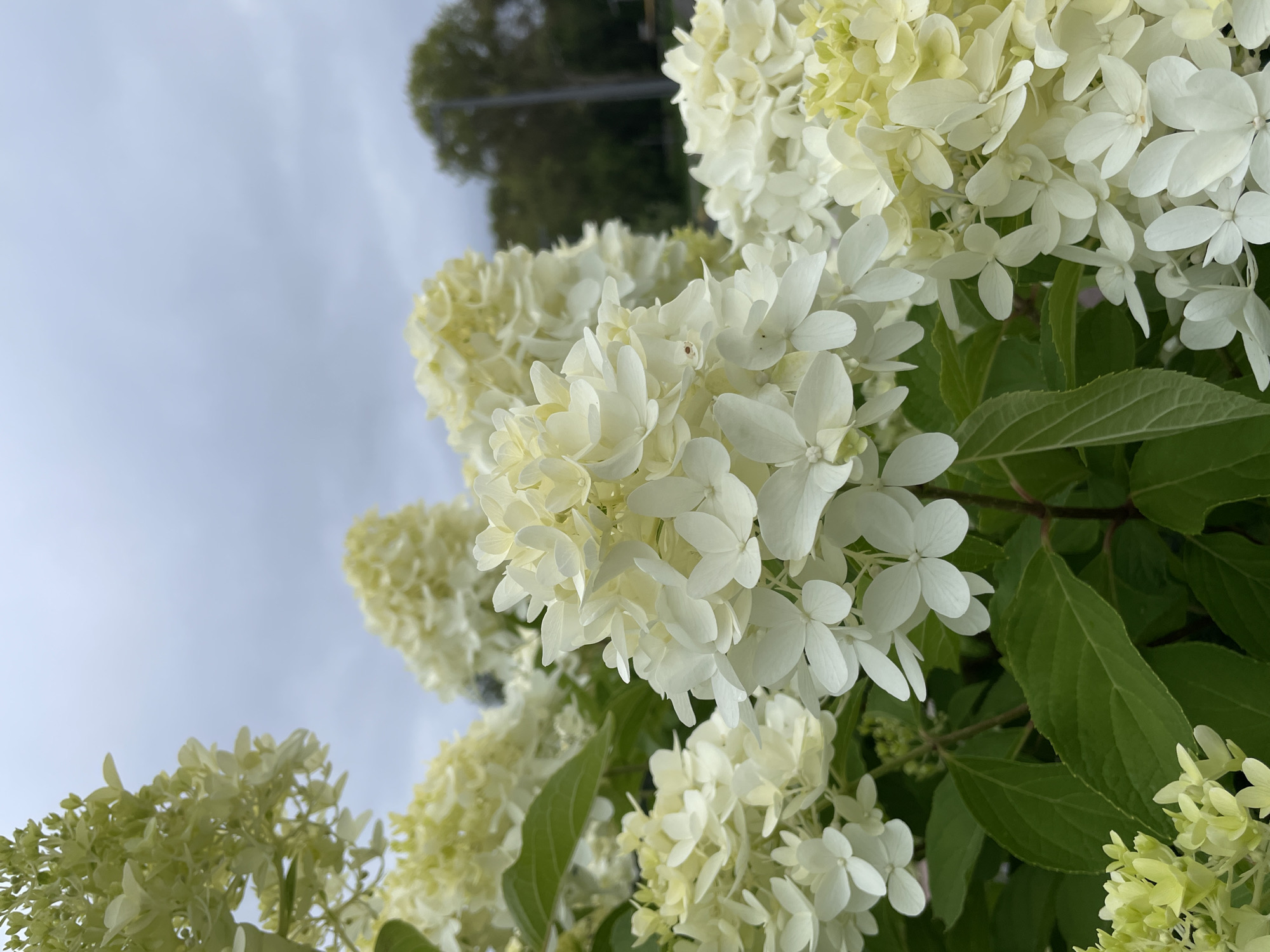 The image is a close-up, eye-level shot of a cluster of white hydrangeas. The flowers are the primary focus, with some petals appearing slightly yellowed. Lush green leaves are visible beneath the blooms. In the background, the sky is overcast with muted gray clouds. Further in the distance, out of focus, are trees and what appears to be a utility pole or street light. There are no people or animals present in the image. The scene suggests an outdoor setting, likely a garden or park. The location in the city of Kirov, Russia, is not discernible from the visual information provided.
