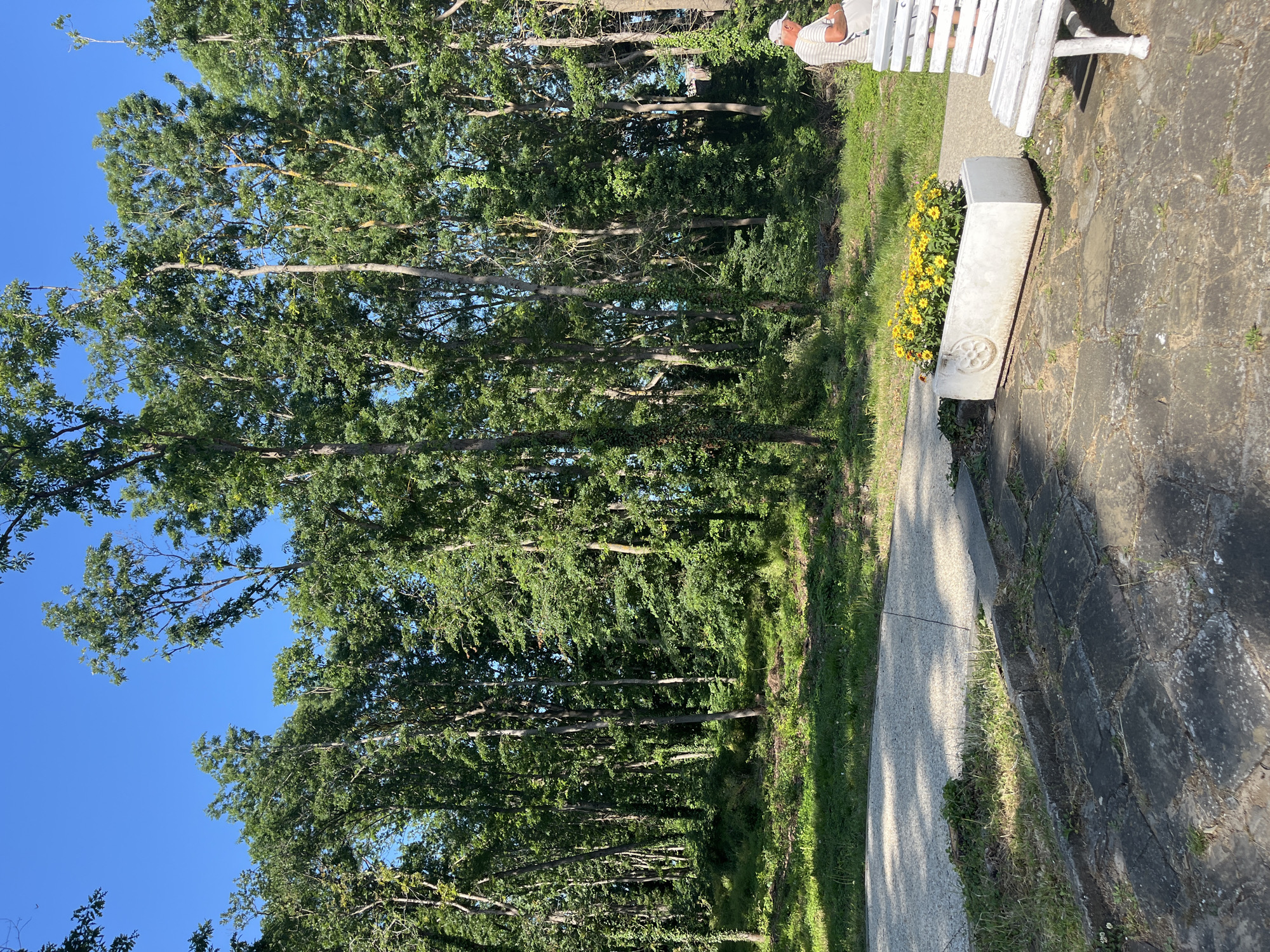 This image captures an outdoor scene, likely a park or a natural area, in the city of Unknown, Unknown, under a clear blue sky on a sunny day. The background is dominated by a dense formation of tall, leafy green trees, suggesting a forest or extensive wooded area. The trees exhibit full summer foliage, and some trunks are partially covered with climbing vines or ivy. The undergrowth beneath the trees is thick with varied green vegetation.
In the mid-ground, a light-colored, possibly gravel or aggregate, path curves gently from the right towards the left, partially disappearing behind a strip of grass and dark, irregularly shaped pavers or flagstones that constitute the immediate foreground. A concrete curb separates the paved path from the grassy strip.
On the right side of the foreground, a portion of a white, slatted wooden bench is visible. To the left of the bench and on the edge of the paved path, a rectangular, light-colored planter box, possibly made of concrete or stone, is present. This planter contains a vibrant display of numerous small, bright yellow flowers. A circular, relief-carved design is visible on the front face of the planter.
One individual, a male, is seated on the white bench on the far right of the frame. He is viewed from behind and slightly to the right. He wears a white baseball cap and a light-colored, horizontally striped short-sleeved shirt. He appears to be holding a white object or bag on his lap. The scene is brightly illuminated, casting distinct shadows on the ground from the trees and objects.