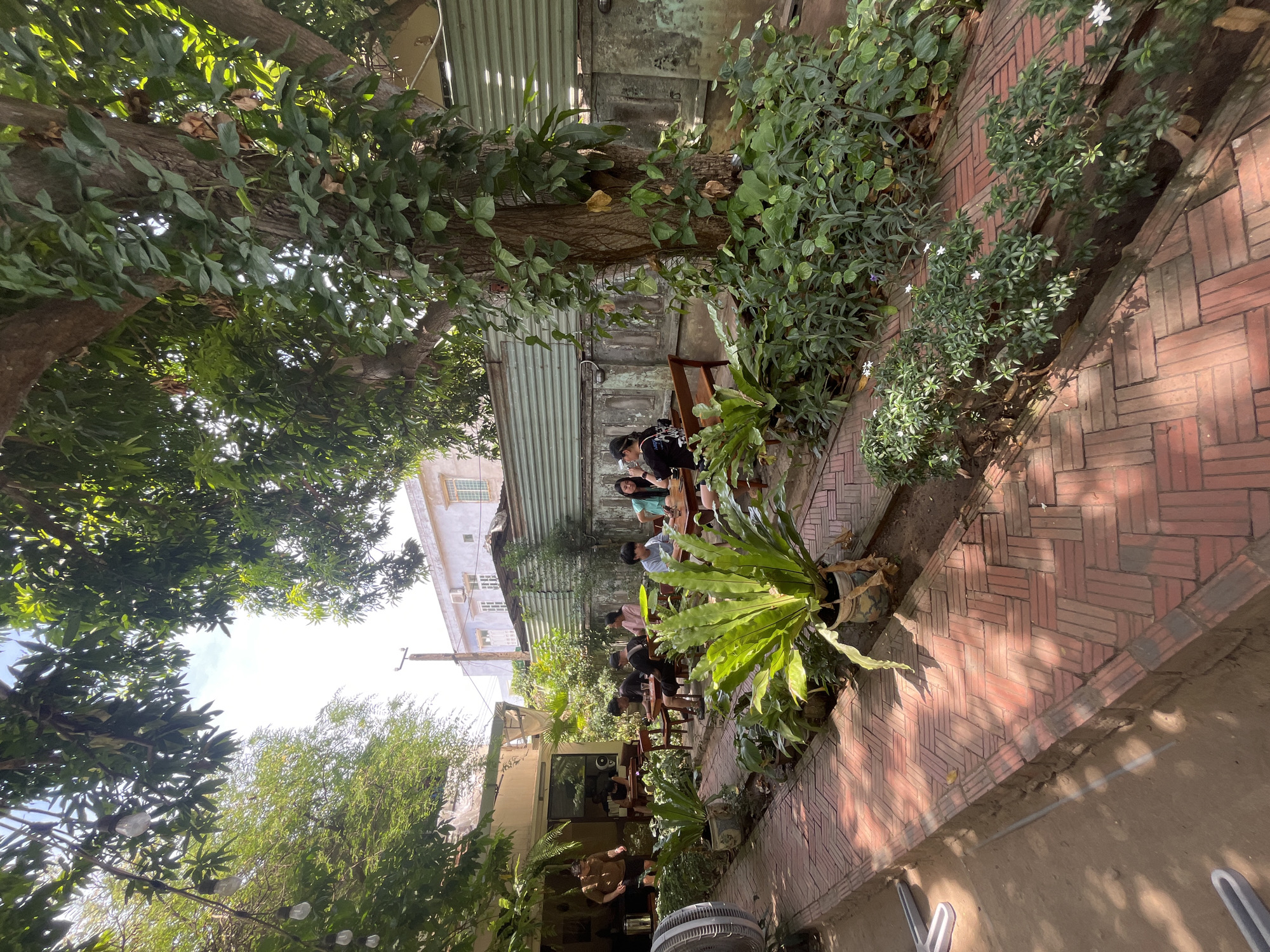 This image captures a sun-drenched outdoor seating area, likely a cafe or restaurant, in Da Nang, Vietnam. Red brick paving forms a pathway and dining areas, interspersed with lush green foliage and large potted plants. Several people are seated at wooden tables, engaged in conversation and enjoying their drinks or meals. In the background, a multi-story building with white and light blue facades is visible, along with a corrugated metal fence. The scene is partially shaded by the canopy of a large, mature tree with vines climbing its trunk. String lights are visible hanging from the trees, suggesting an evening ambiance. A large industrial fan is positioned on the left side of the image. The overall impression is one of a relaxed and inviting outdoor space.