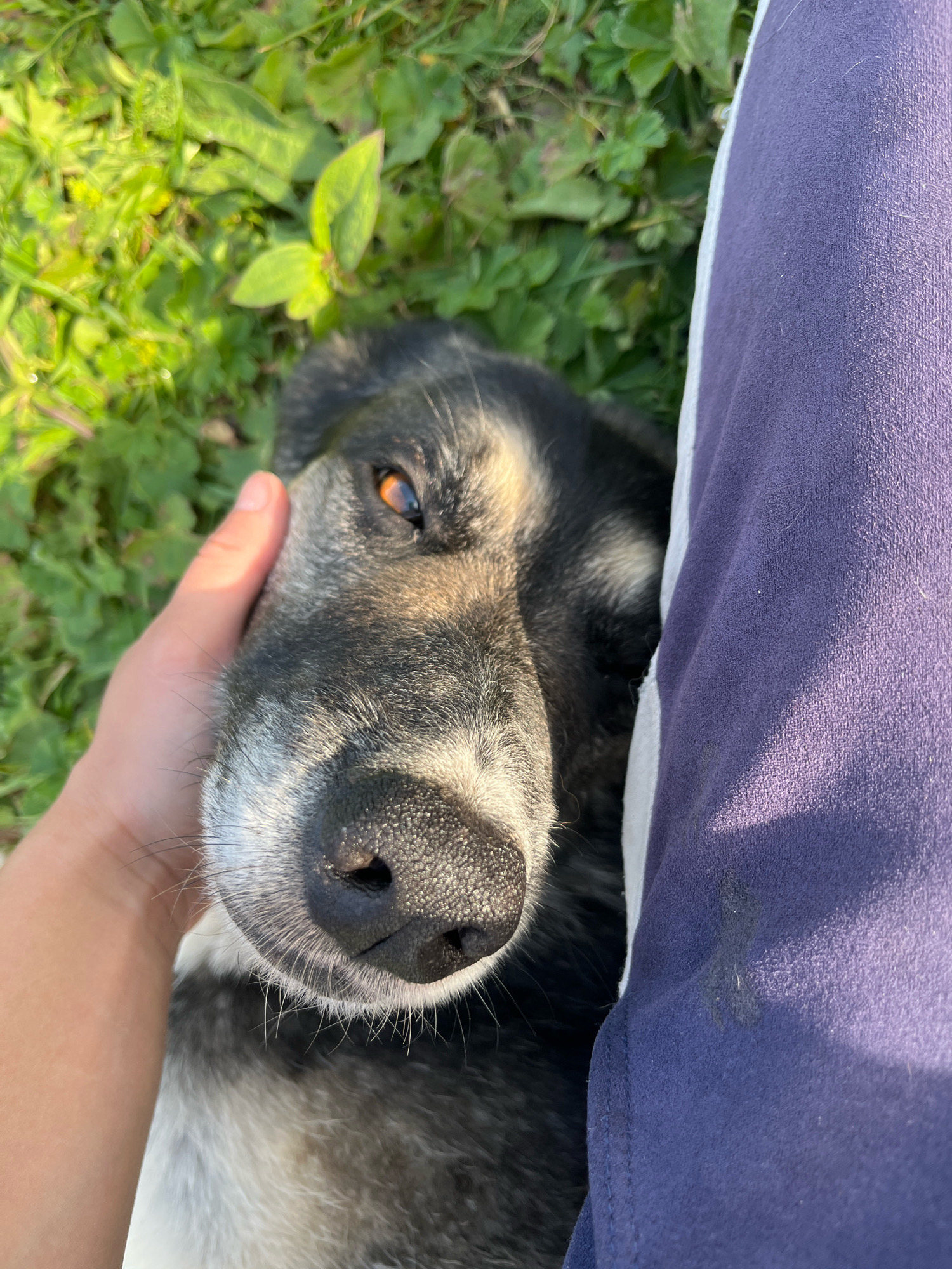 A person's hand gently pets the head of a black and white dog lying down on green grass. The dog's face is in focus, with its amber eye looking towards the camera. A purple fabric, possibly pants, is to the right of the dog. The scene appears to be outdoors, possibly in a park or yard.