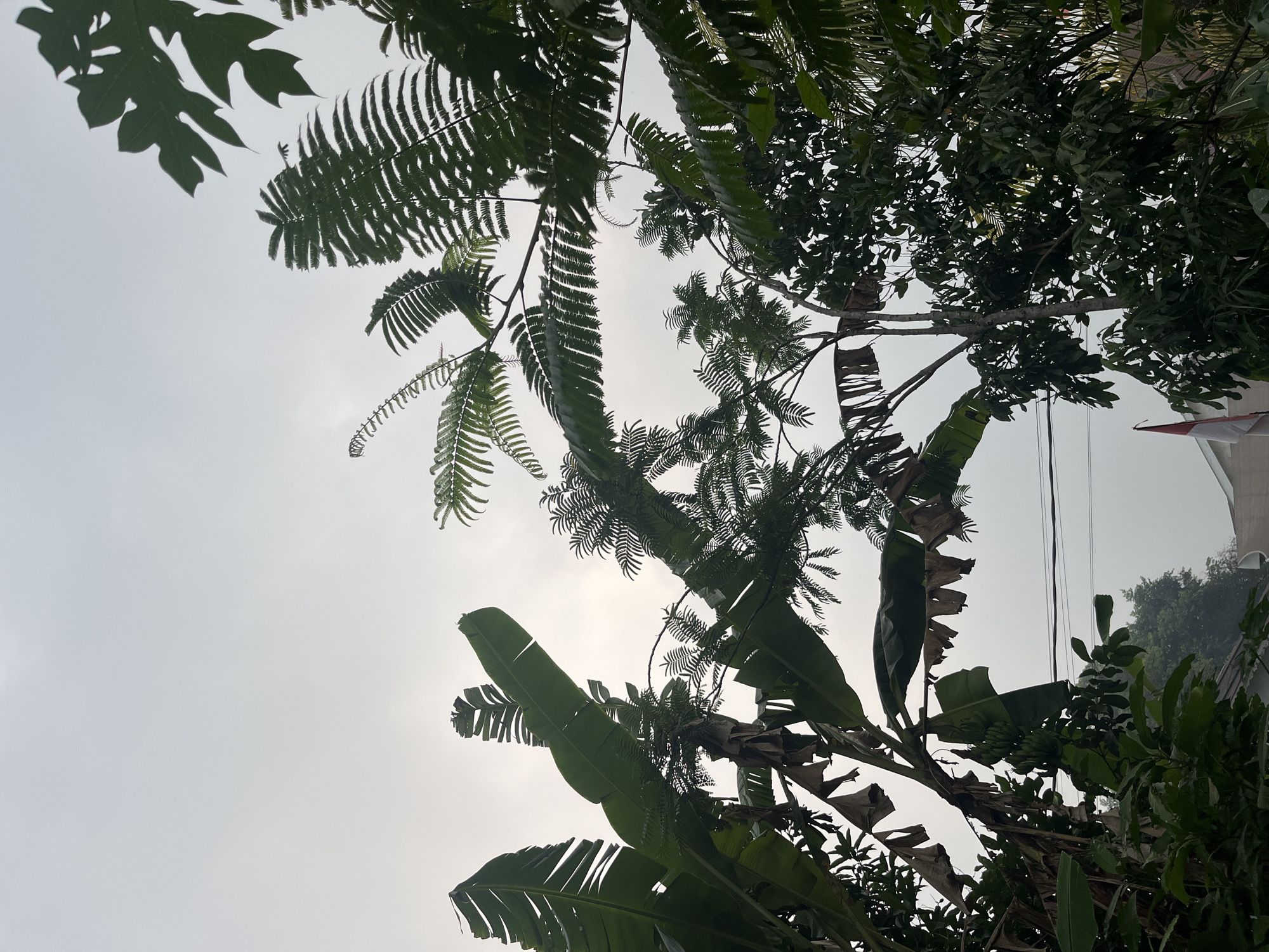 The image captures a view of lush green foliage, primarily banana trees and ferns, against an overcast sky. Banana leaves, some tattered and dry, dominate the foreground and midground, with their characteristic large, elongated shapes. Fern fronds, with their delicate, feathery structure, intermingle with the banana leaves, creating a dense canopy. In the background, the tops of other trees are visible, suggesting a natural or semi-natural environment. A hint of human settlement is present, with the peak of a building and a flagpole flying the Indonesian flag visible in the lower right portion of the frame. The scene appears to be located in Meliau Hulu, Indonesia, characterized by its tropical vegetation and humid climate. No people are visible in the image.