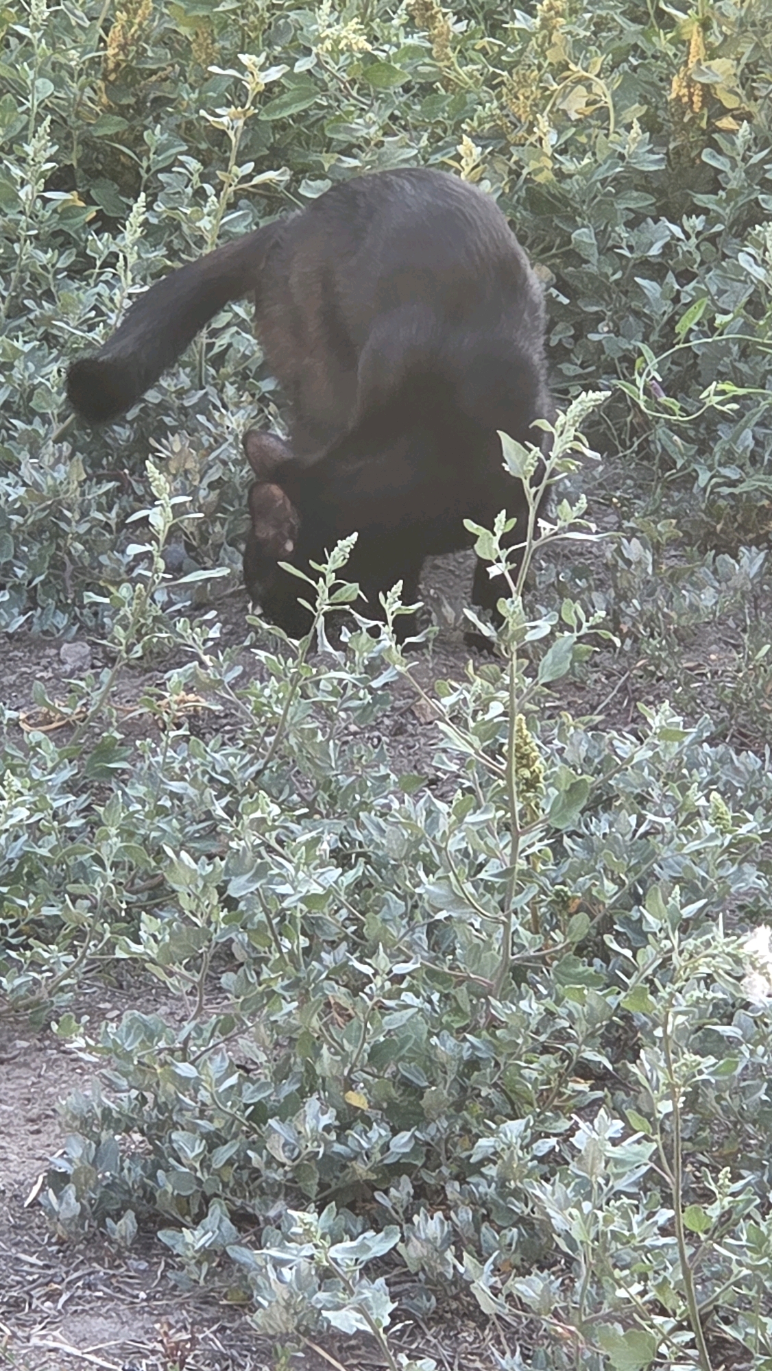 A black cat is crouched low to the ground, partially obscured by overgrown green foliage in the city of Chuy, Kyrgyzstan. The cat's back and tail are visible, with its head turned downwards towards the plants. The environment appears to be an outdoor, somewhat unkempt area with dry earth and a dense covering of leafy green plants, some of which have small, yellowish seed pods or flowers. The lighting suggests it is daytime, possibly late afternoon, with soft shadows.