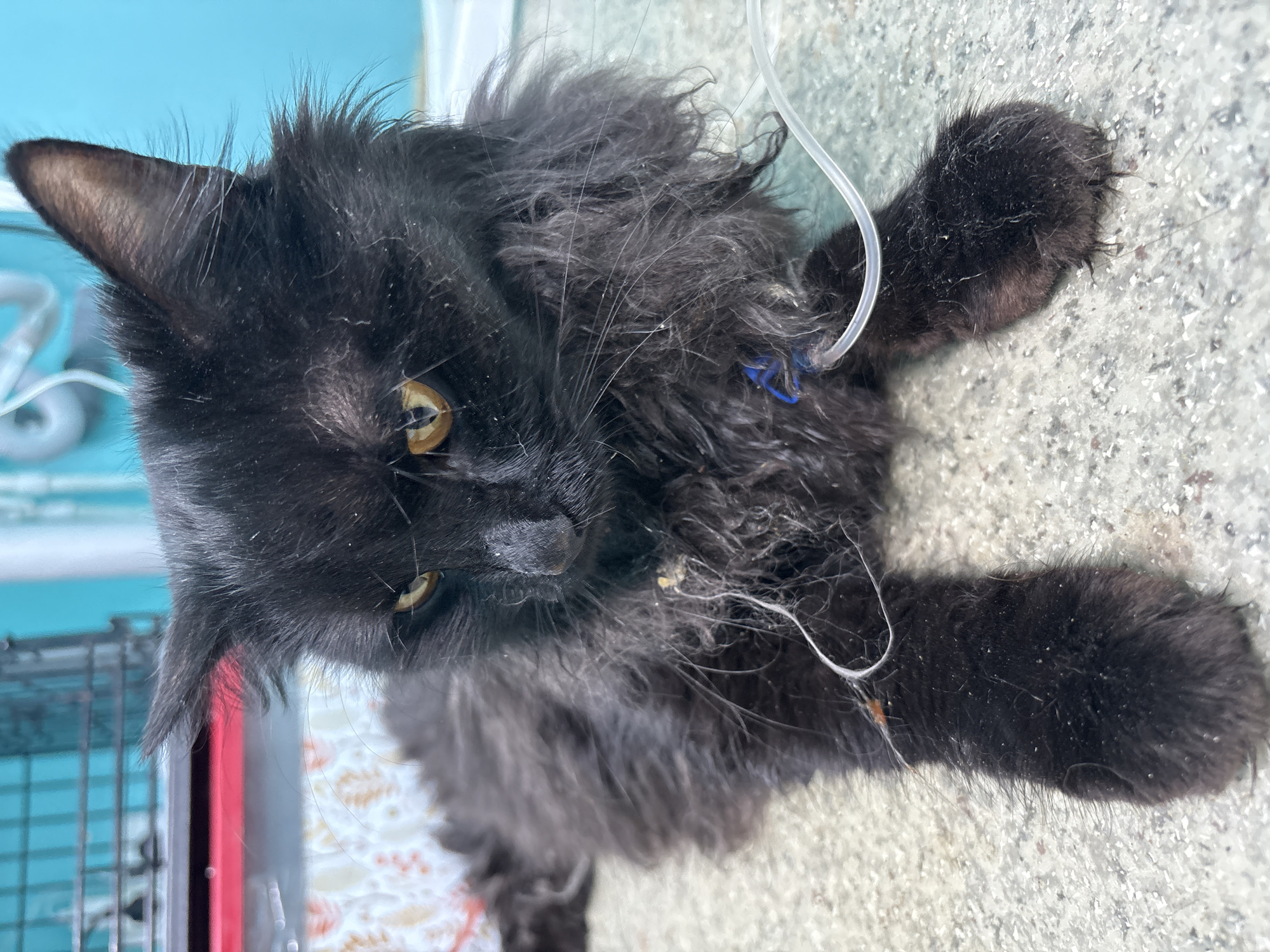 A black, long-haired cat with striking yellow-amber eyes is shown lying on a light grey, speckled surface, likely a floor. The cat's fur appears matted and contains numerous small white specks and some larger orange-brown debris, particularly noticeable on its head and paws. An intravenous (IV) catheter is visible in its right front paw, secured by a blue band, with clear tubing extending upwards from the insertion site. The cat is looking directly towards the viewer.
The background suggests a veterinary or clinical setting. To the left, a blue-green structure, possibly part of a cage or medical equipment, is visible, along with a metal cage grid and a vertical red object. The cat's overall appearance, including the IV line and unkempt fur, indicates it is likely unwell or recovering and is receiving medical attention. No text is visible in the image. The location context for this scene is Izhevsk, Russia.