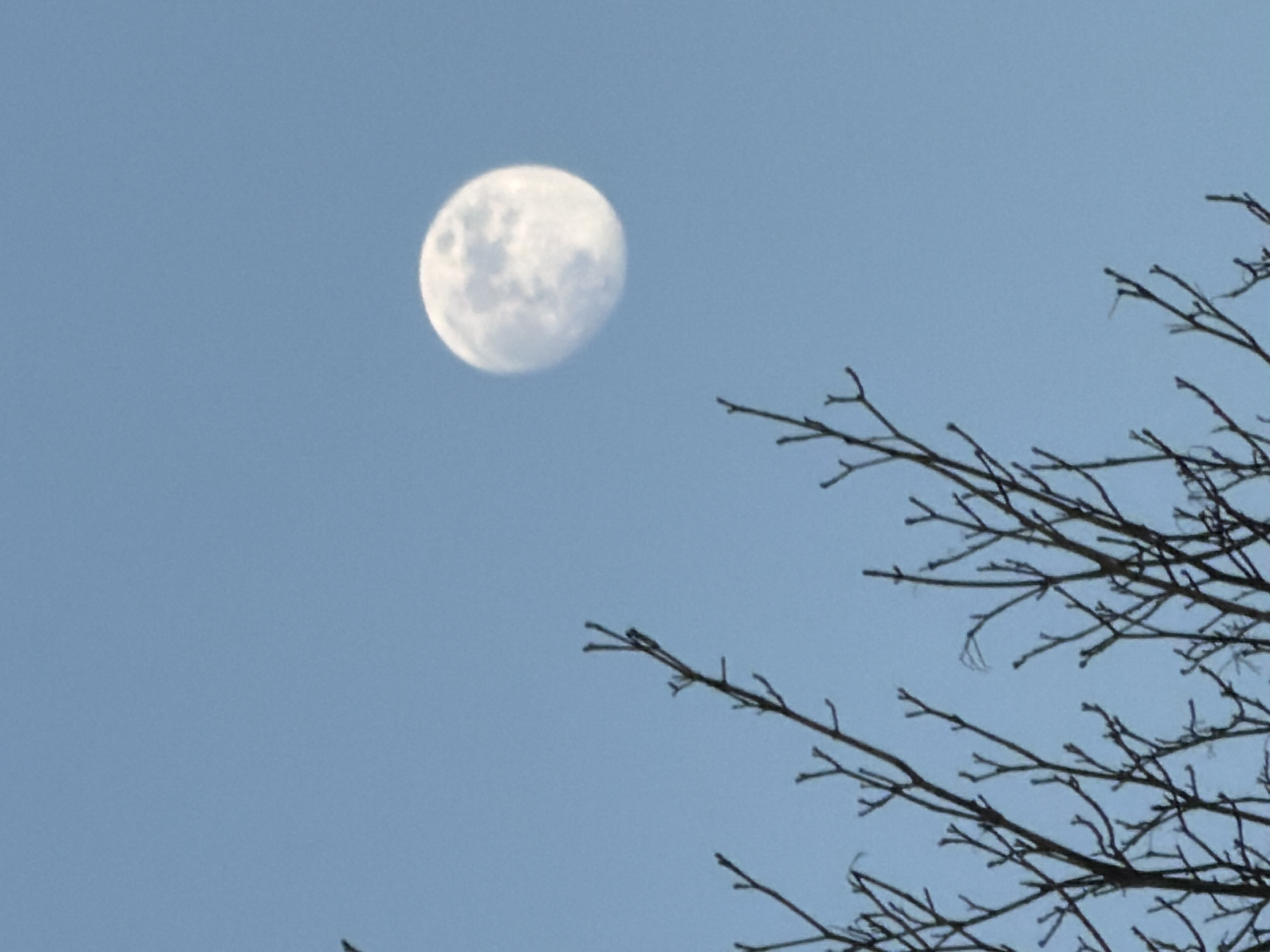 The image shows a bright full moon in a pale blue sky. A network of bare tree branches is silhouetted in the lower right portion of the frame. There are no people visible. The location and city cannot be determined from this image.