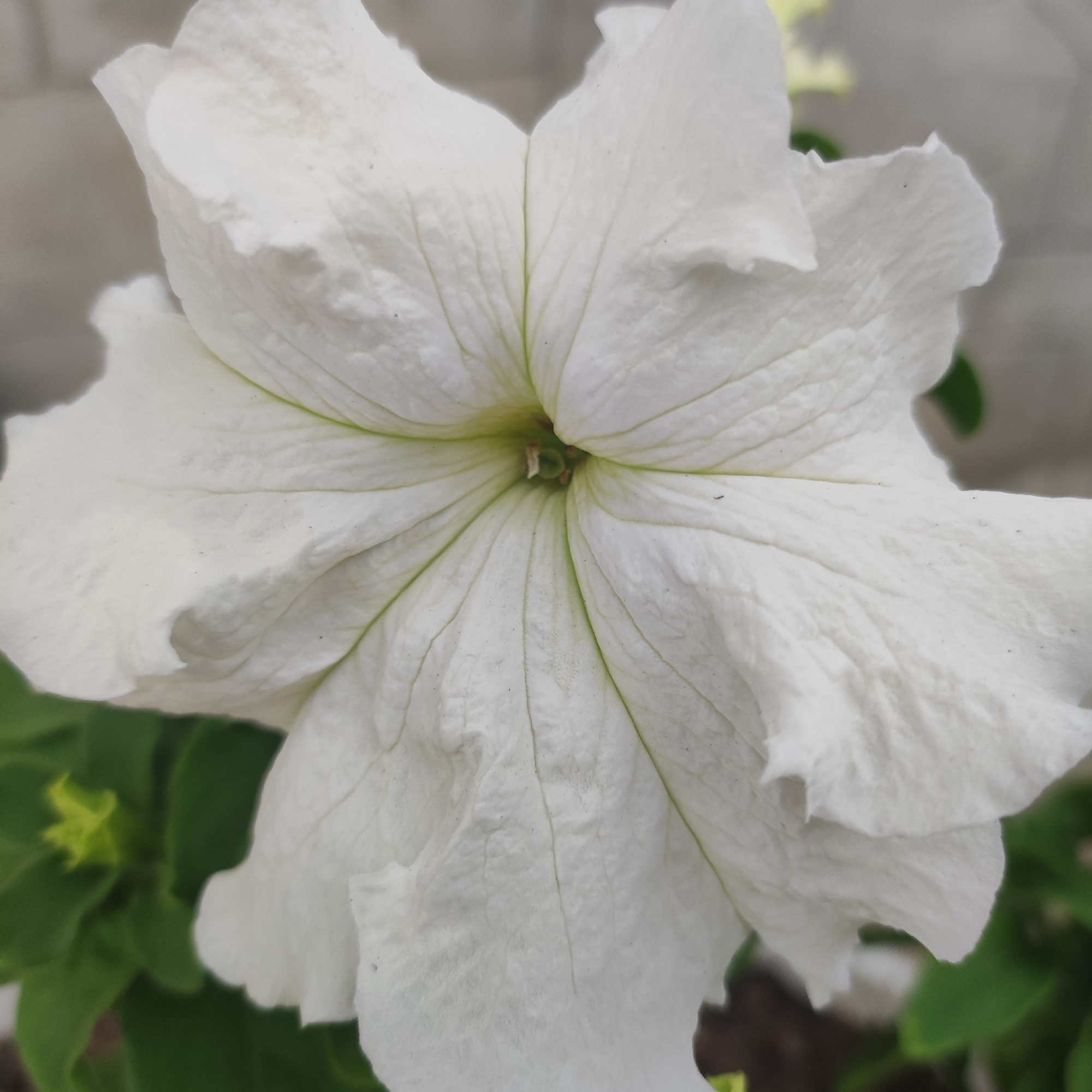 A close-up, eye-level shot focuses on a single, large, white petunia flower. The flower is the dominant subject, filling most of the frame. Its petals are ruffled and have delicate veins running through them, radiating from the center. The center of the flower is a pale green, with hints of yellow and brown where the pistil and stamens are located. The background is softly blurred, showing glimpses of green foliage from the plant's leaves and buds, as well as a neutral-colored wall or surface behind it. The lighting appears to be natural, likely daytime, with soft shadows indicating overcast or diffused light. There is no text visible in the image. The scene is static, with the focus solely on the detailed texture and form of the flower. The image does not depict any people, specific events, or explicit location cues beyond the natural setting of a flowering plant.