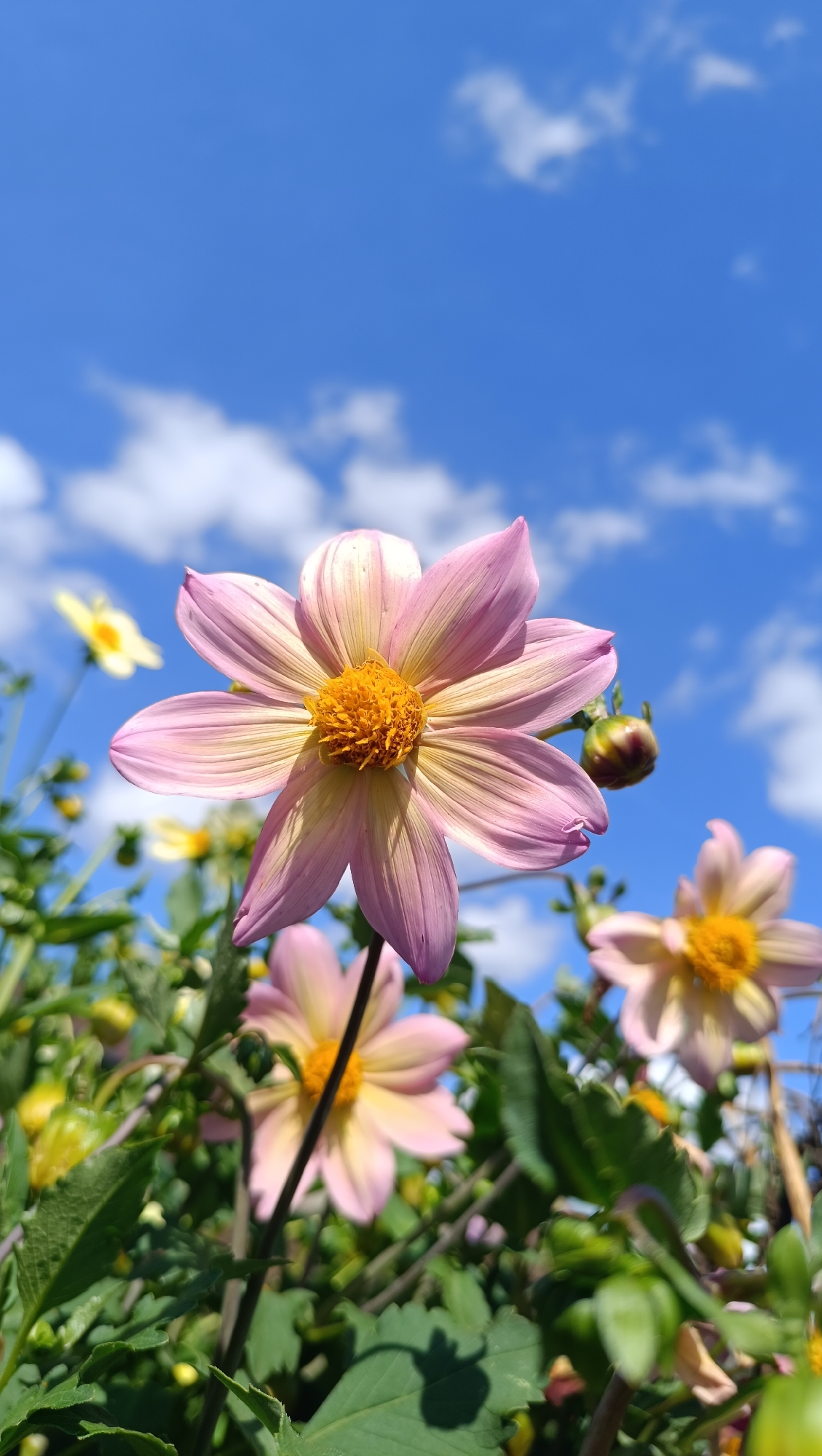 This is a close-up, low-angle, vertical photograph of a pale pink dahlia flower in full bloom, set against a bright blue sky with scattered white clouds. The flower's petals are elongated and pointed, with a gradient of color from pale pink at the tips to a yellowish hue closer to the center. The center of the flower is a cluster of bright orange stamen. To the right of the main flower, a closed dahlia bud is visible. In the background, other flowers, including a yellow one, are out of focus, as are the green leaves and stems of the plants. The lighting suggests it is a sunny day. The photograph does not contain any people or specific structures that would indicate a location in Karsha, Russia.