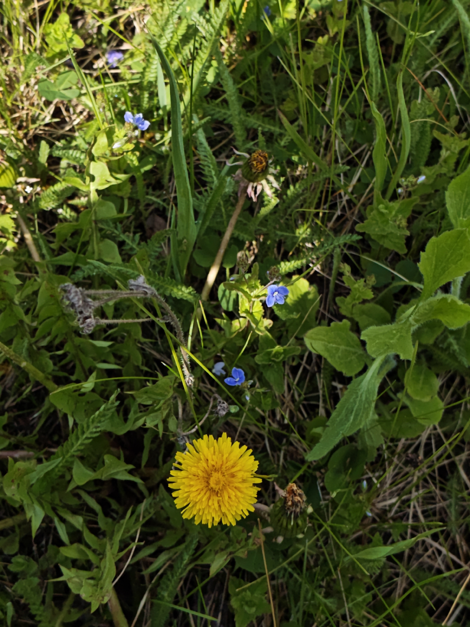 The image shows a close-up view of a patch of ground covered in various types of green plants and grasses. In the foreground, there is a bright yellow dandelion flower in full bloom. Scattered among the greenery are small blue flowers. There is also a dandelion that has gone to seed. The location is Parkhomivka, Ukraine. No people, actions, or interactions are visible in the image.