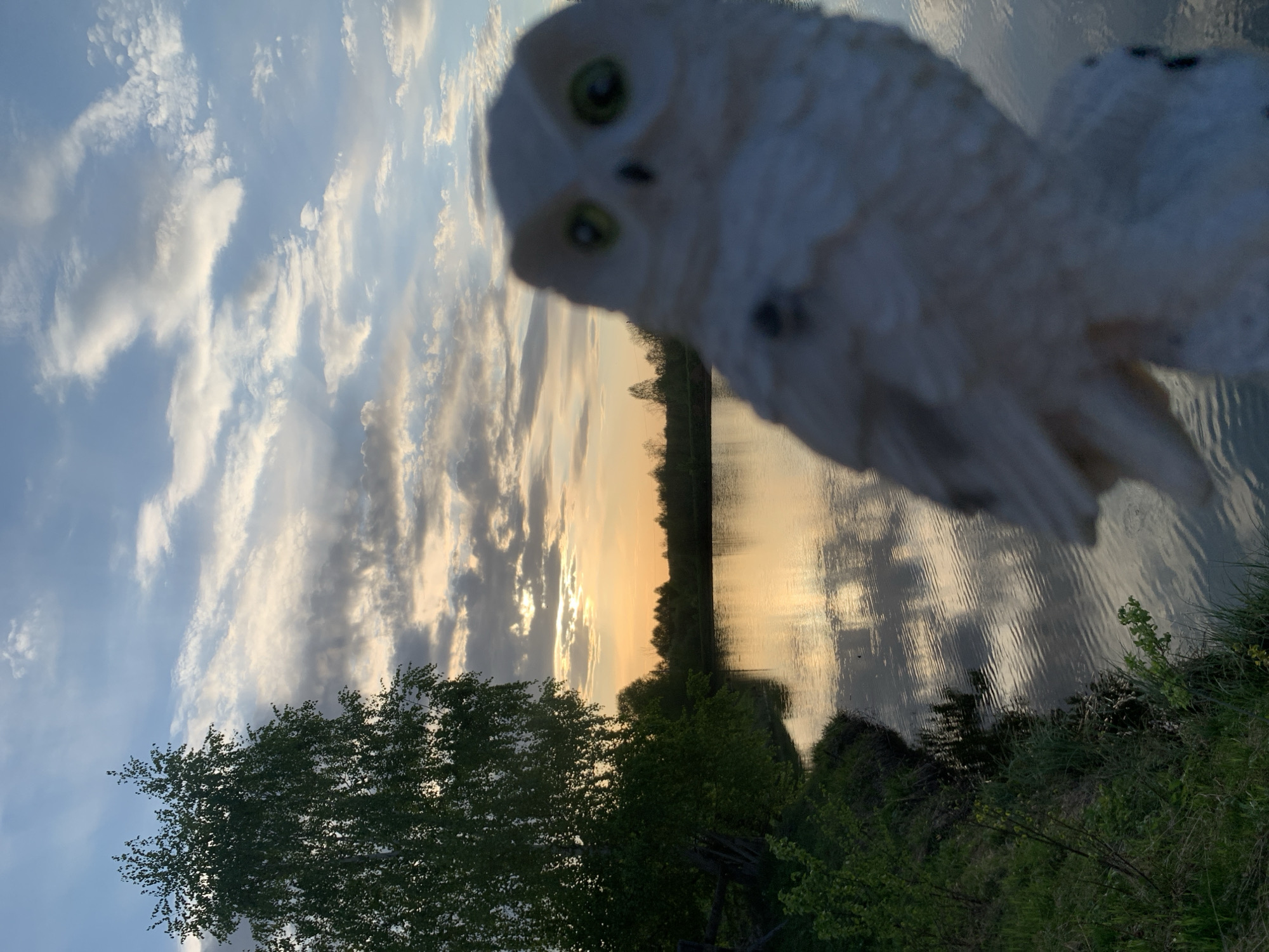 The image shows an outdoor scene with a blurry, white owl figure in the foreground. The background consists of a body of water reflecting the sky at sunset or sunrise, with trees lining the shore. The sky is filled with clouds illuminated by the sun. The image may have been taken in Zasechnyi, Russia, but this cannot be confirmed by the photo.